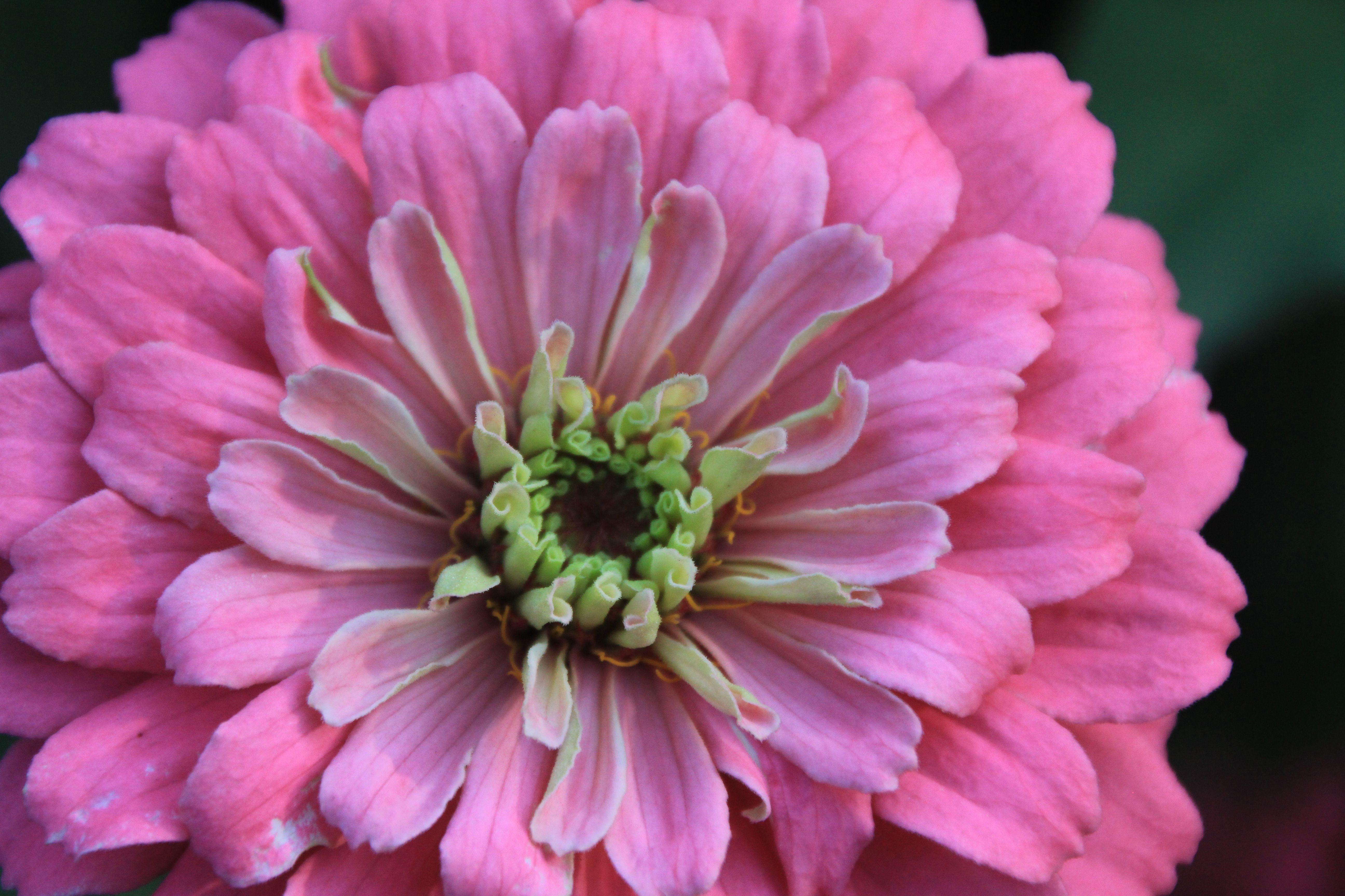 A large, bright, pink flower with a light green and white center.