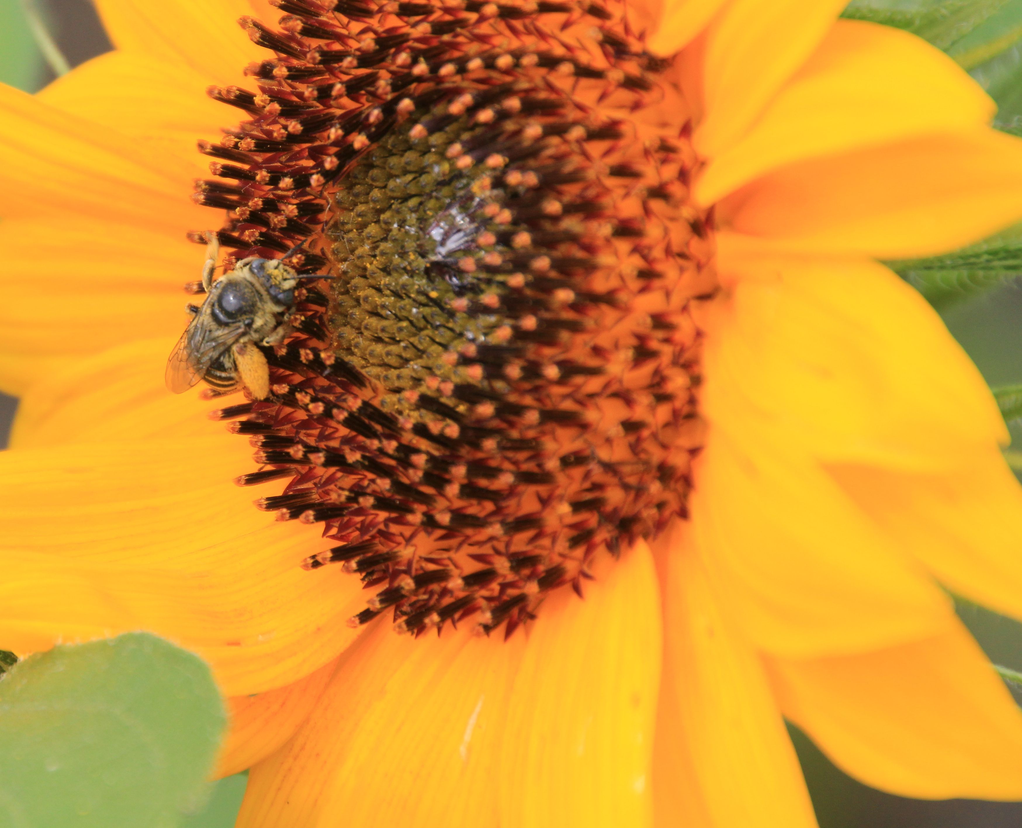 A bee sitting at the center of a bright, yellow sunflower