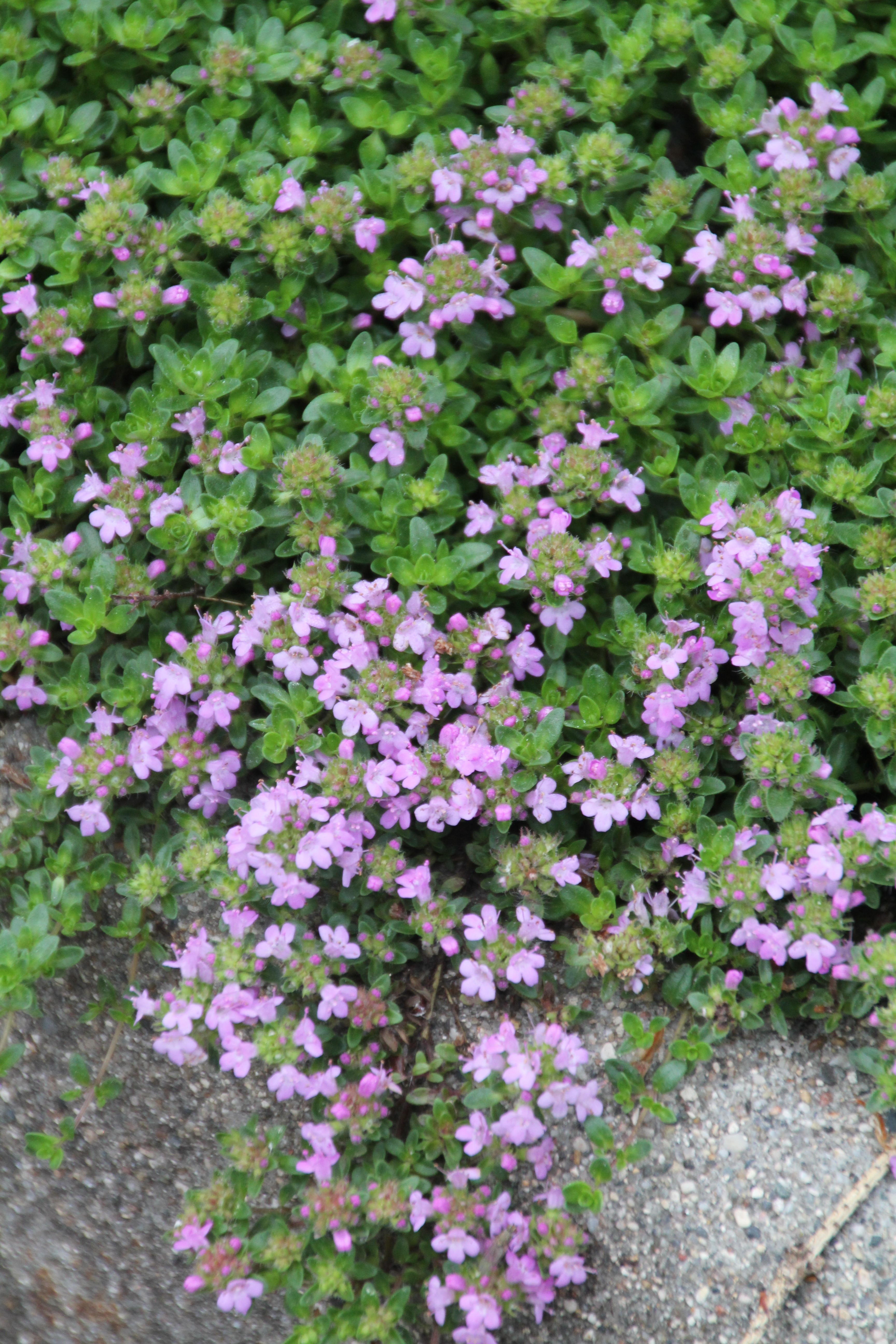 Cluster of small, pink and white flowers throughout a sprawling, green plant