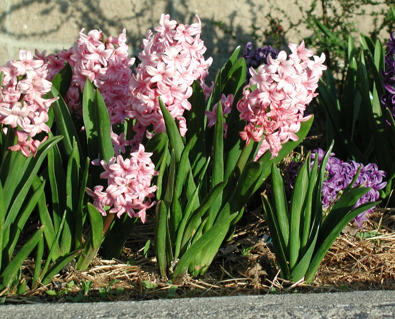 A group of green flowering plants with tall, thin clusters of pink and white flowers.
