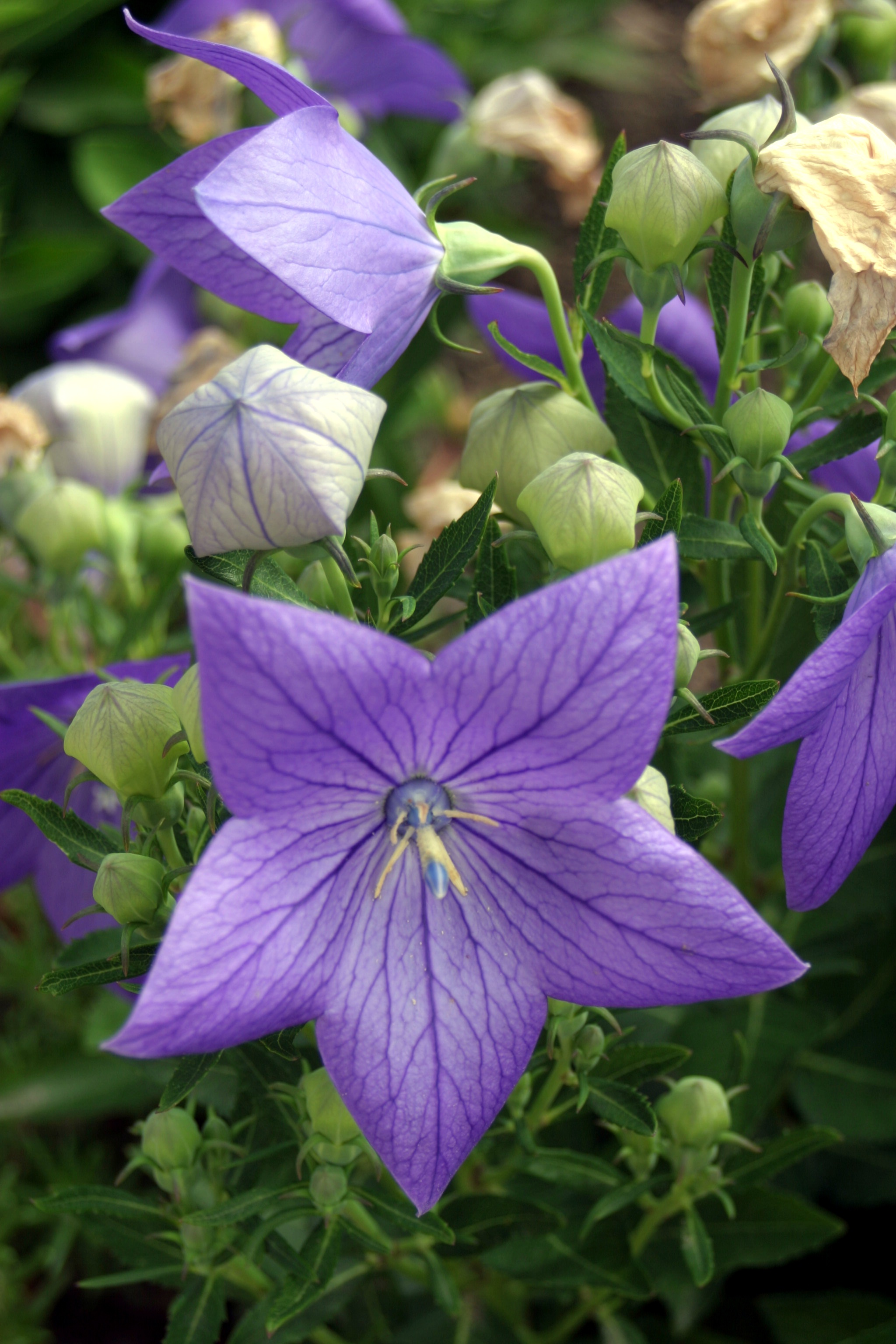 A large, purple, star-shaped flower.