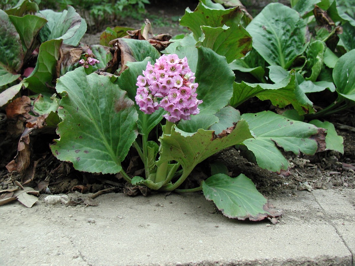 A leafy, green plant with a cluster of pink, cup-shaped flowers