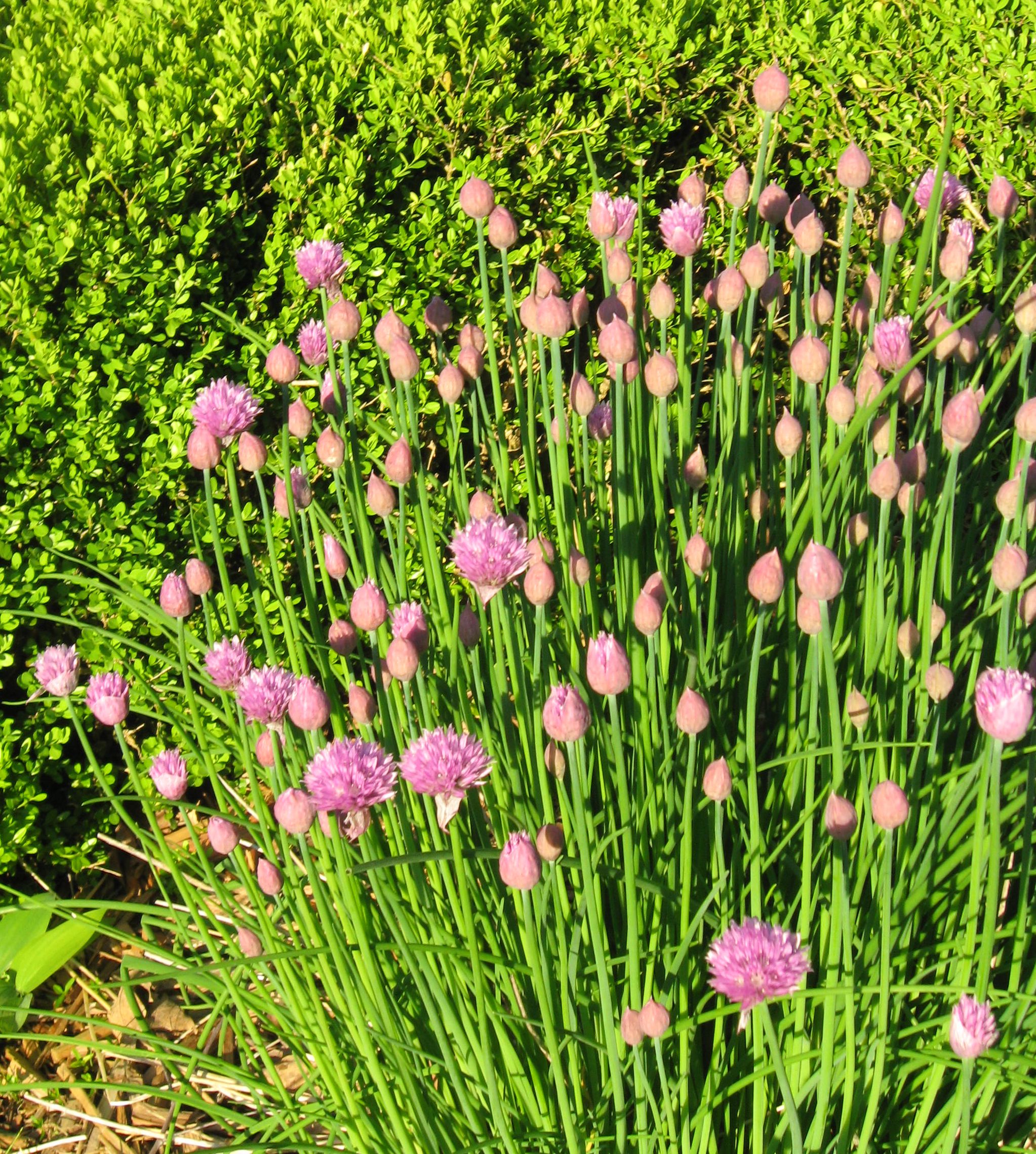 A patch of tall, thin, green stems with bright, pink flowers.
