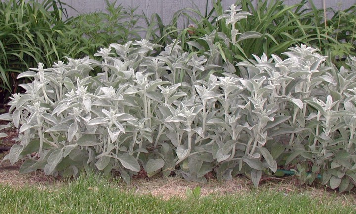 A patch of plants with white, fuzzy leaves and stems.