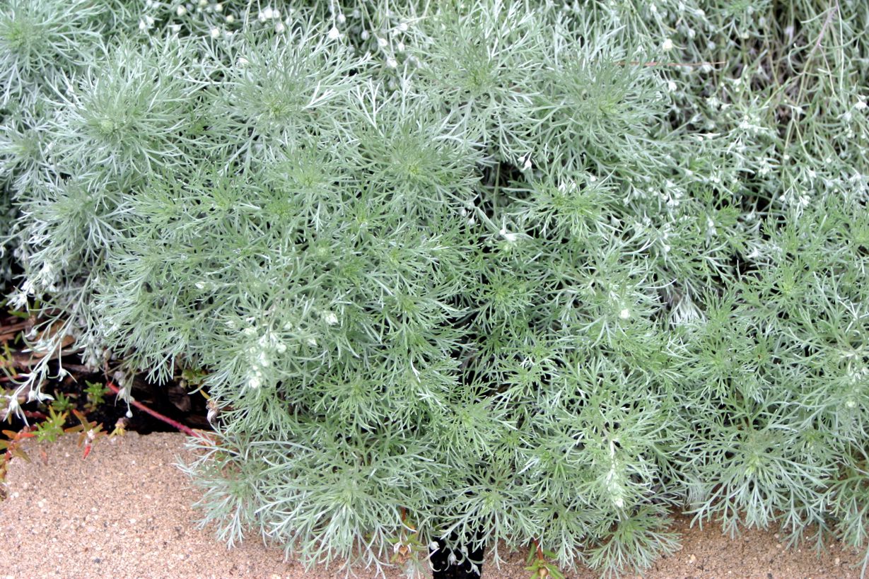 A bushy plant with green and white leaves and stems.