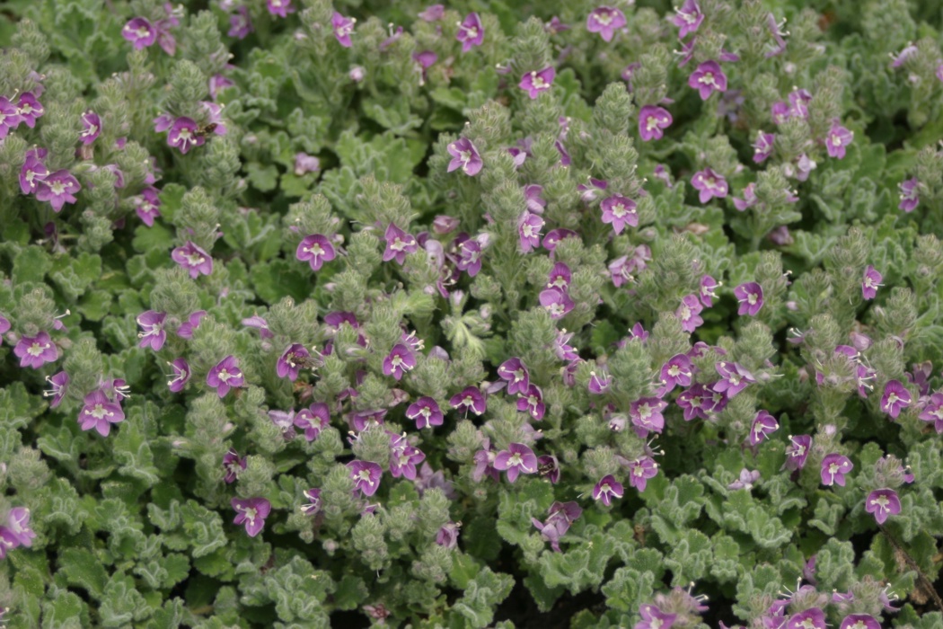 A sprawling plant with small green leaves and purple, white and pink flowers.