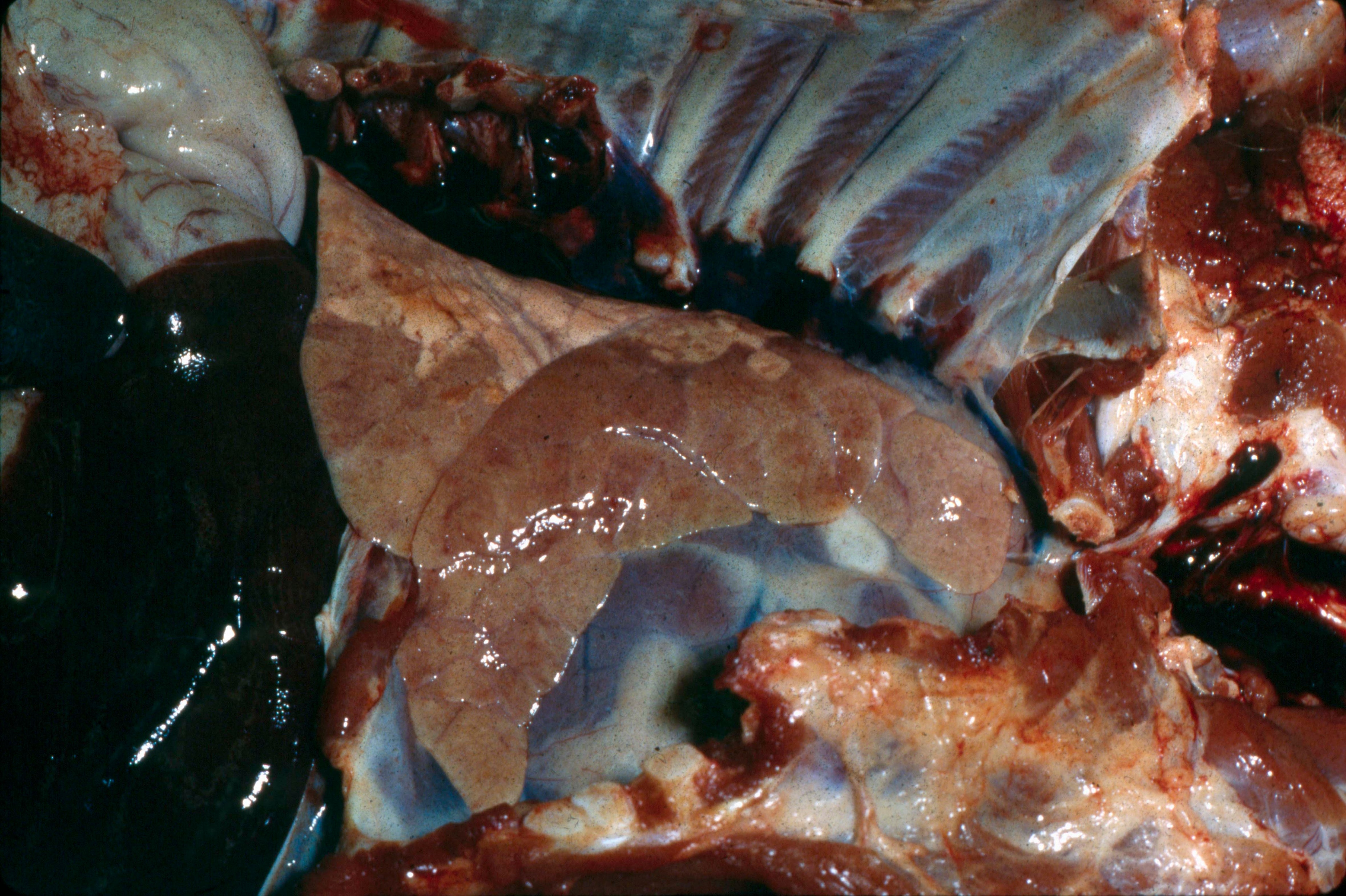 A diseased pig lung