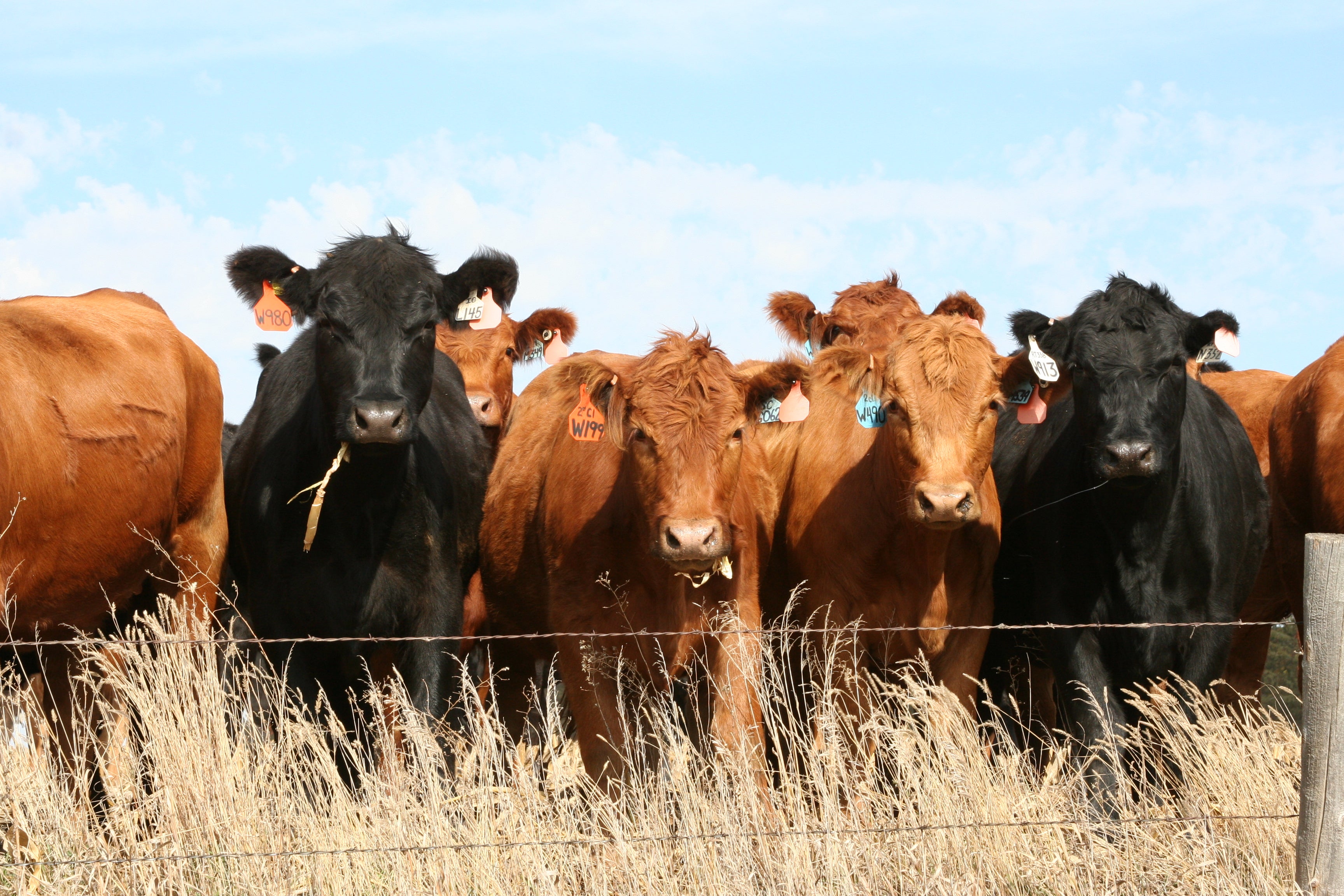 A group of red and black heifers standing behind a barbed-wire fence.