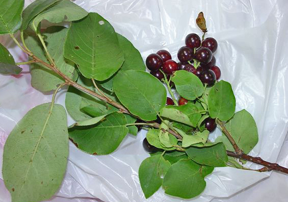 a bunch of chokecherries on a branch