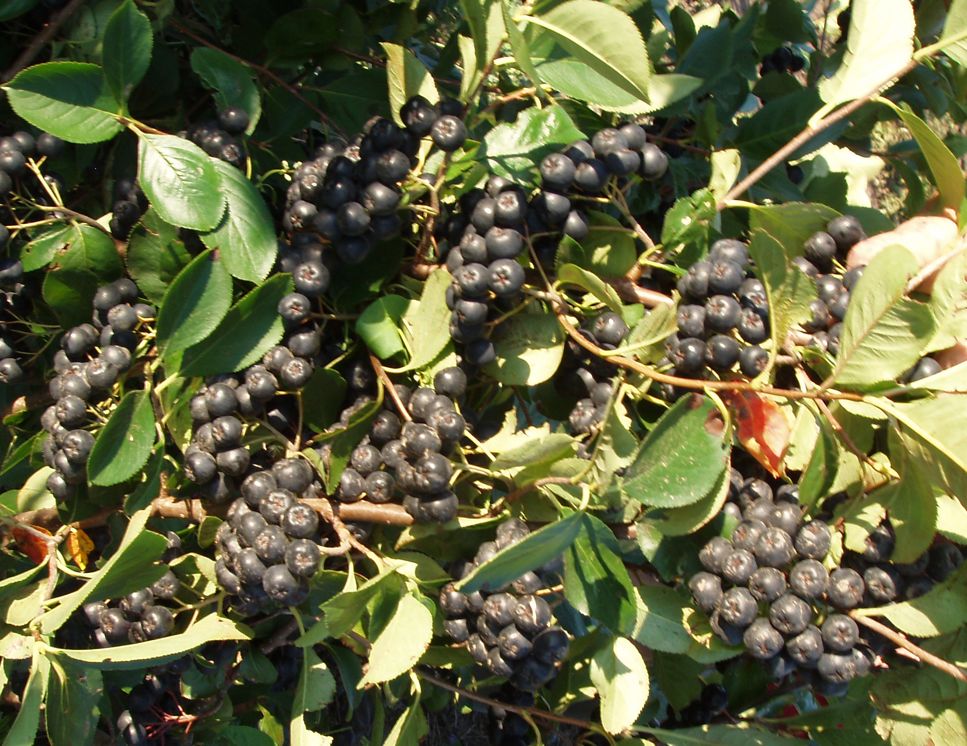 bunches of Aronia berries still on a bush