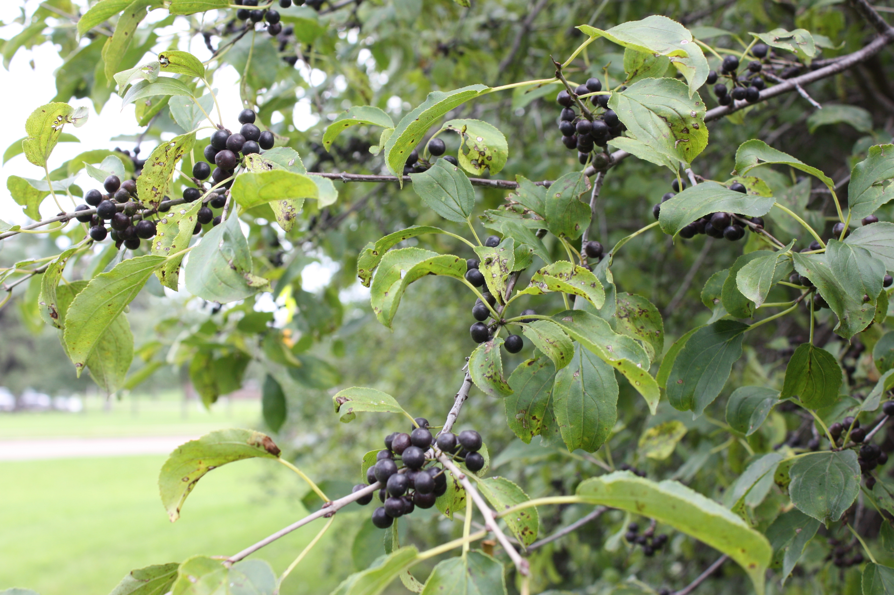 several bunches of Buckthorn berries