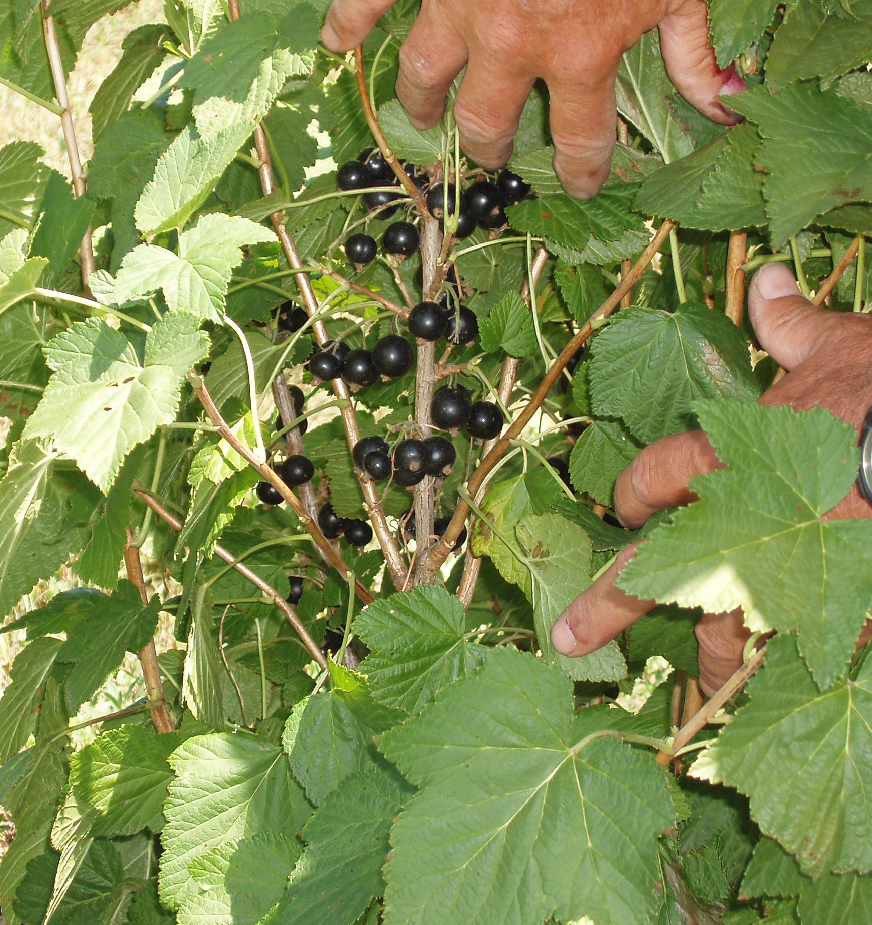 clusters of Black Currant berries