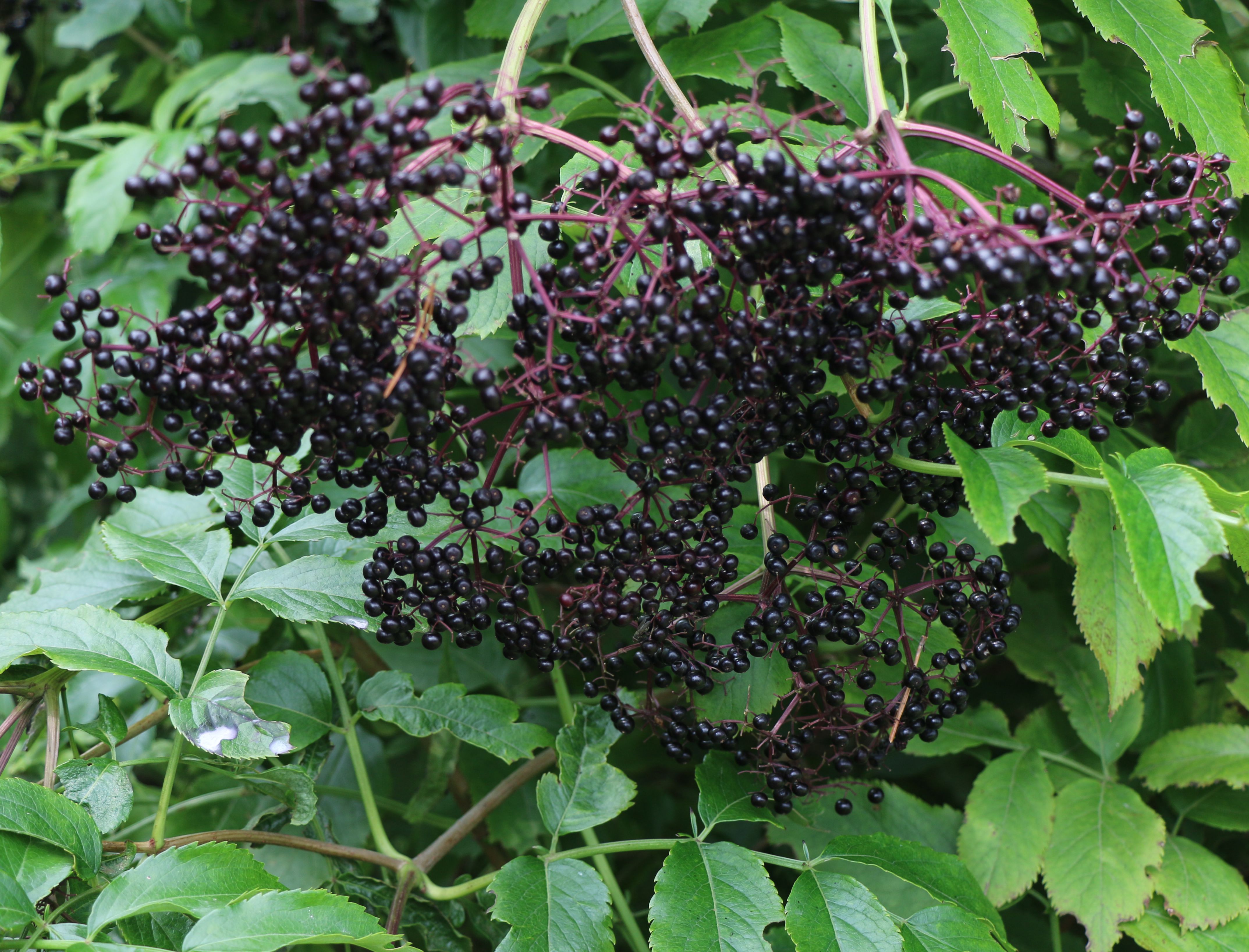 clusters of dark purple Elderberries