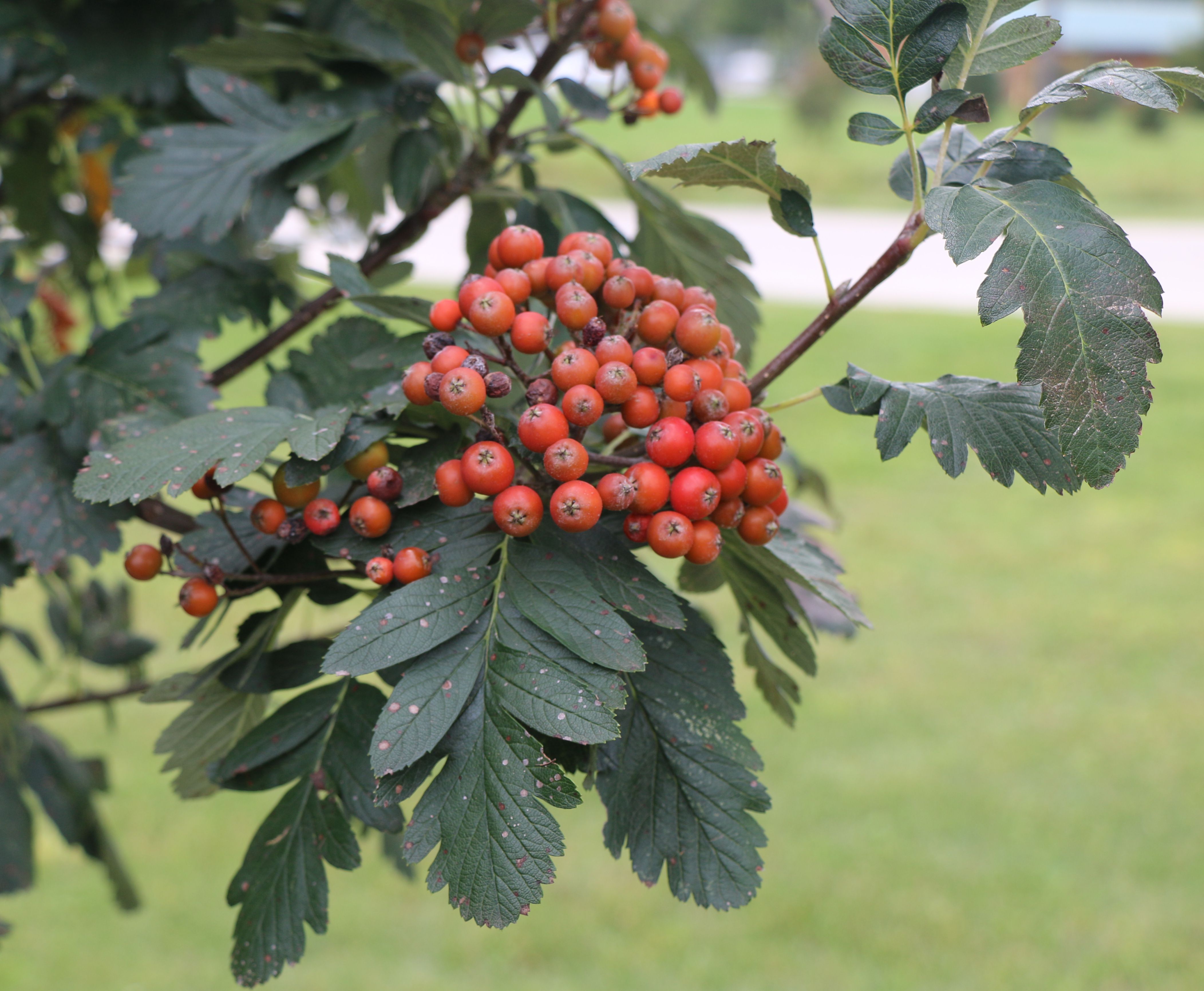 orangish-red mountain ash fruit, leaves and seeds