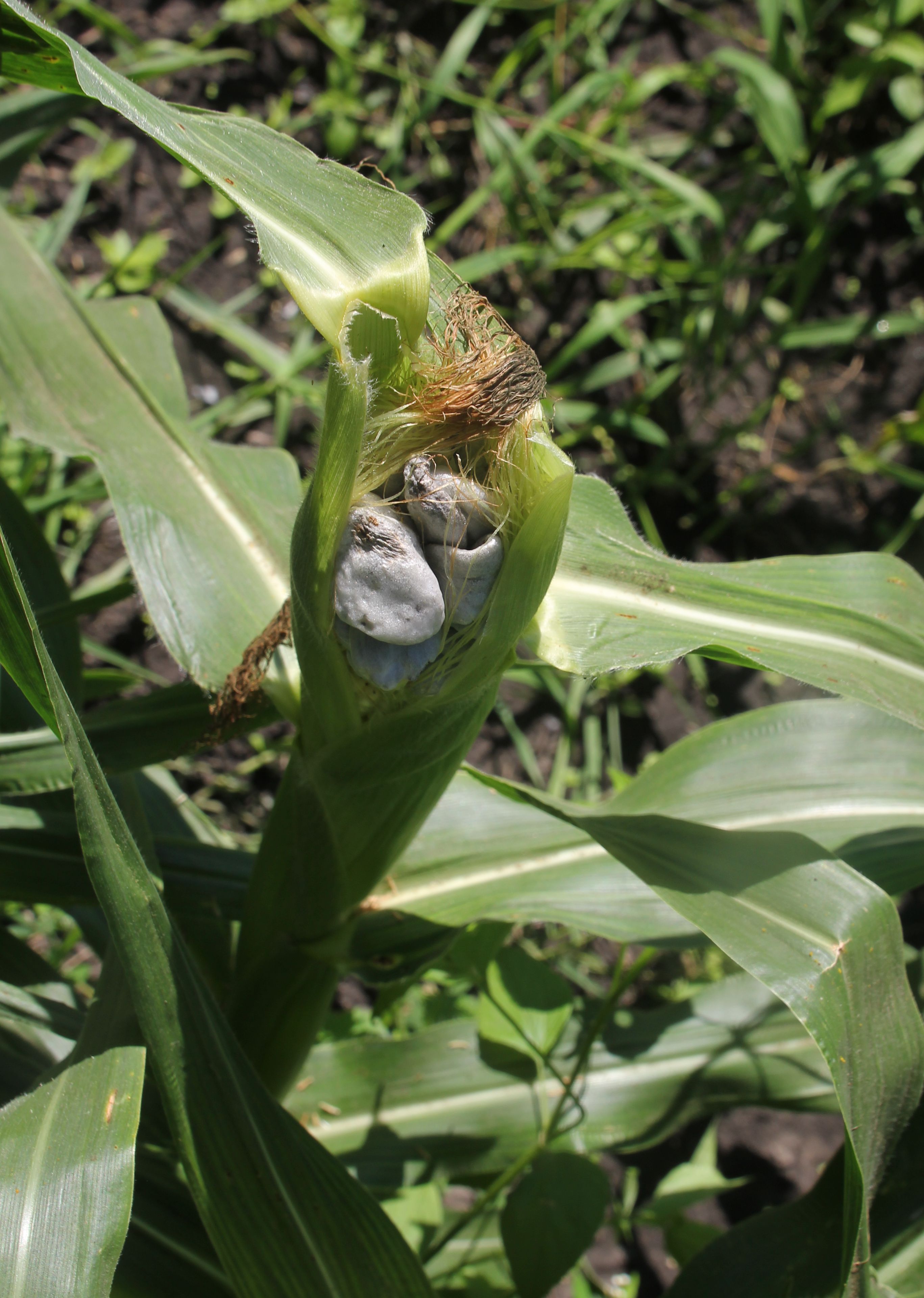 A white and gray, mold-like growth on an ear of sweet corn.