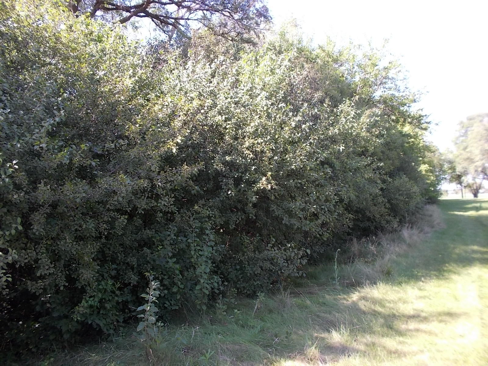 a mass of common buckthorn growth