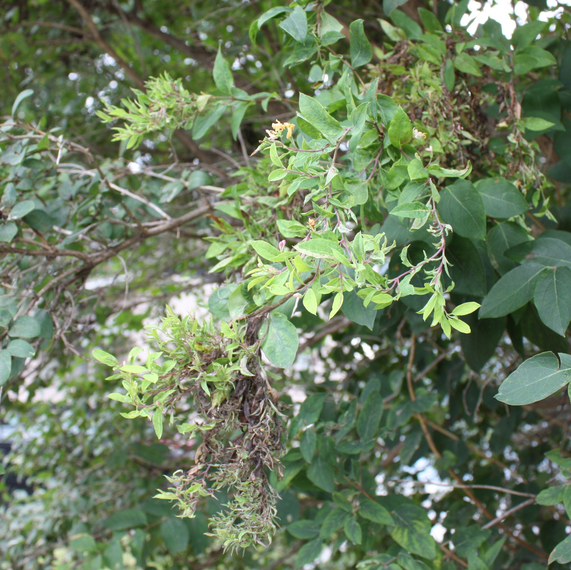 A shrub branch with masses of small, thin shoots dangling from it.