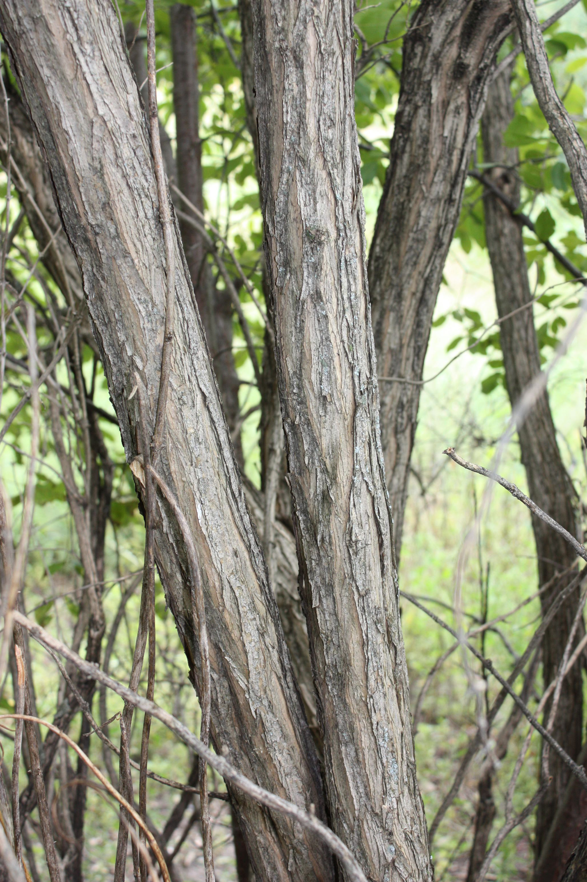 A medium-size, gray shrub trunk extending in three directions.
