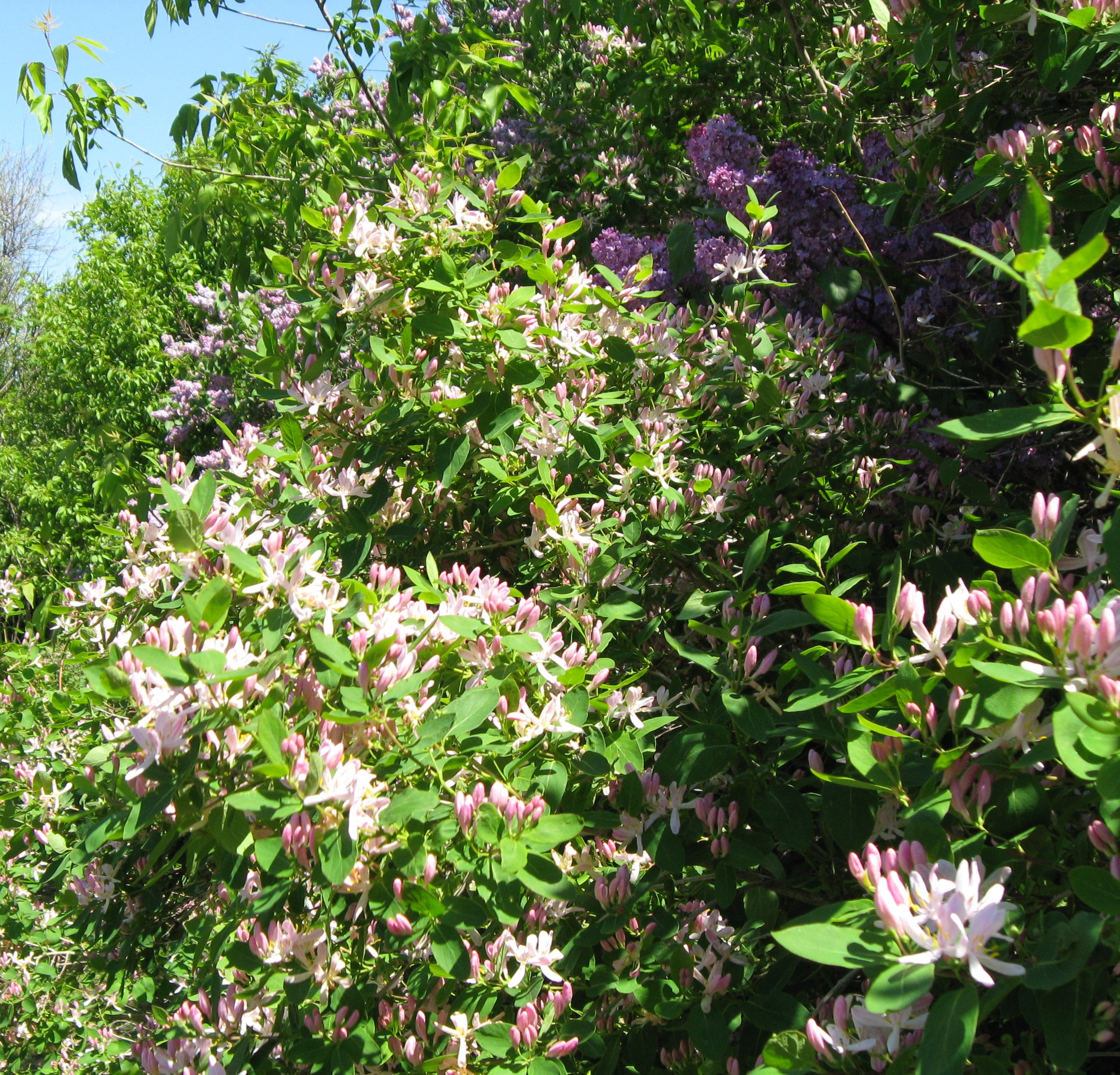 A lush, green shrub with pink and white flowers blooming from its branches.