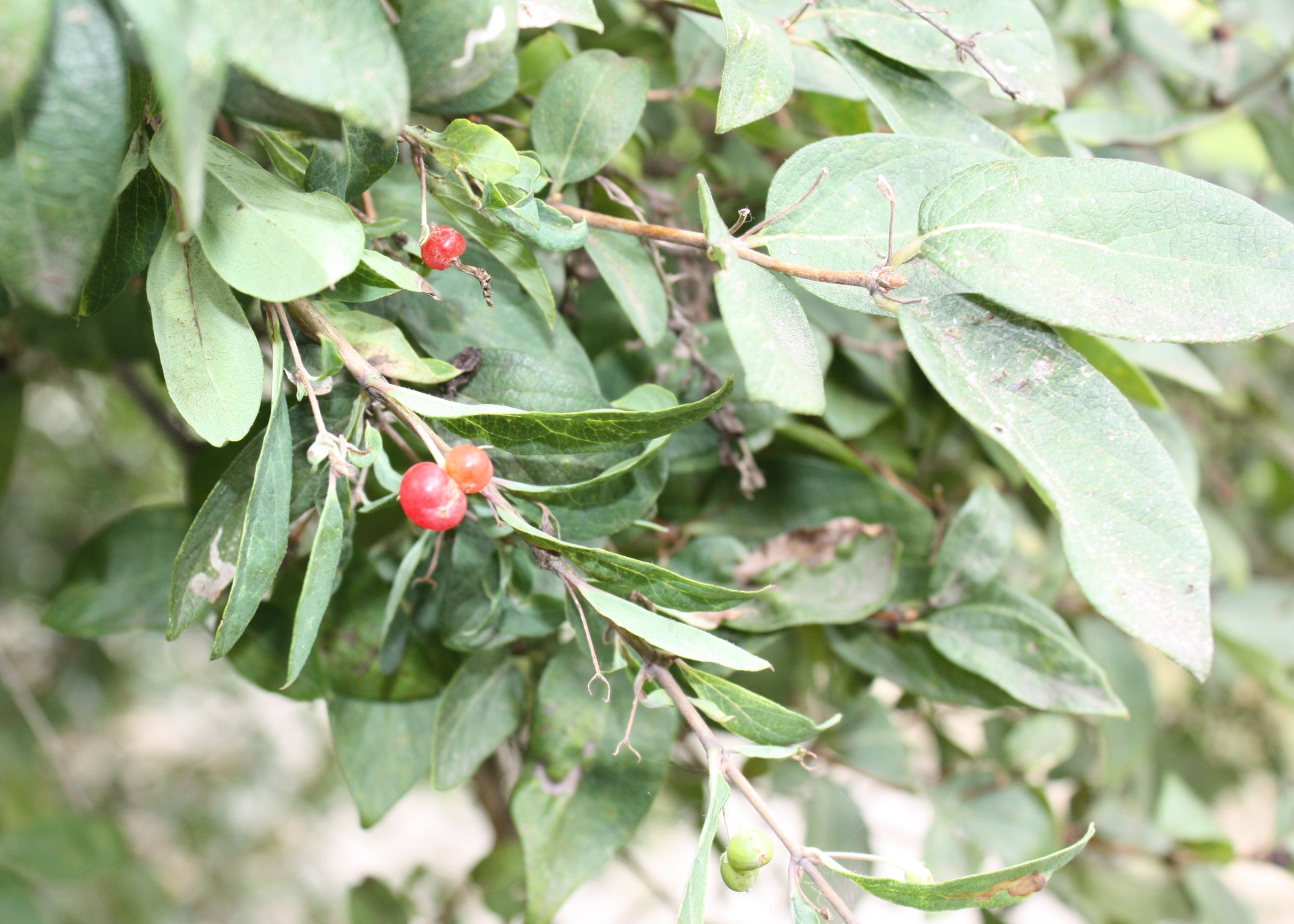 Three small, red berries growing from a branch with green leaves.