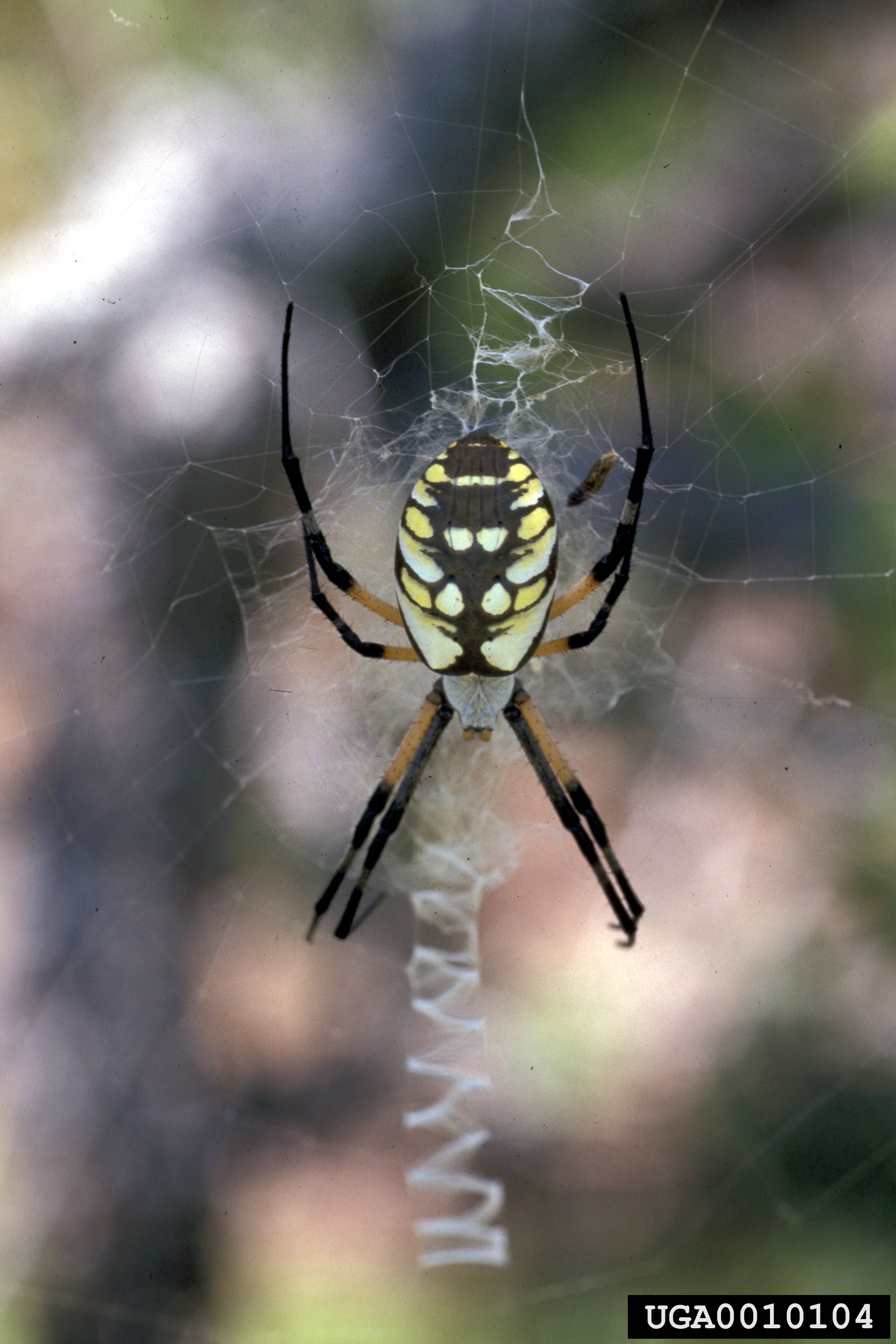 a Black and yellow garden spider on its web.