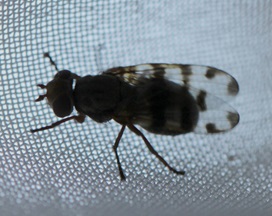 A small black fly  with translucent, spotted wings sitting on a mesh screen
