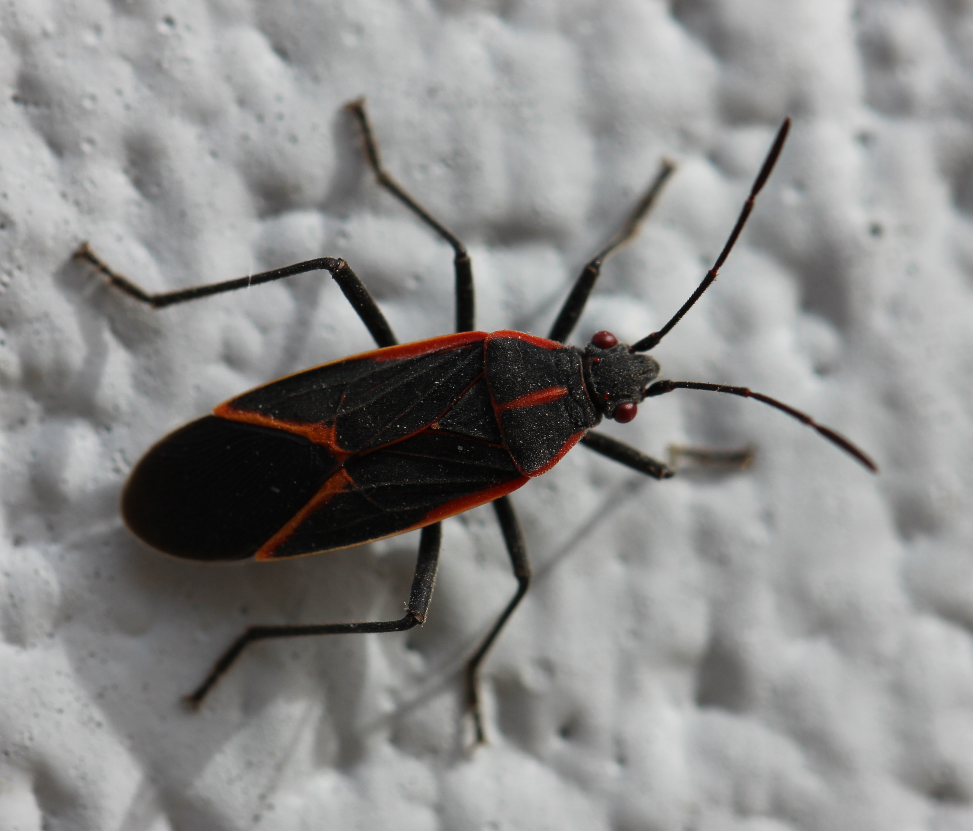 A black and orange bug on a white background with red eyes and two antenai