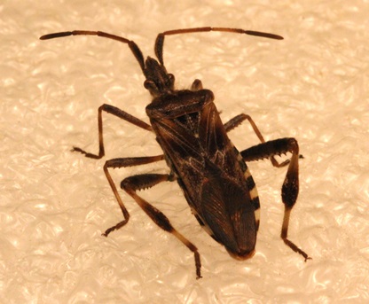 A brown and black insect with two pronged antenai