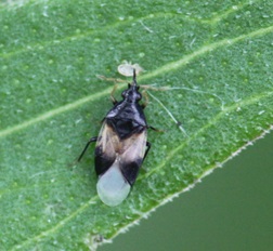 A small, black bug with white, black and gray wings sitting on a green leaf.