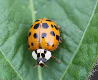 An orange beetle with black spots and a white head sitting on a green leaf