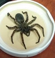 A large, brown and gray spider inside a white jar lid