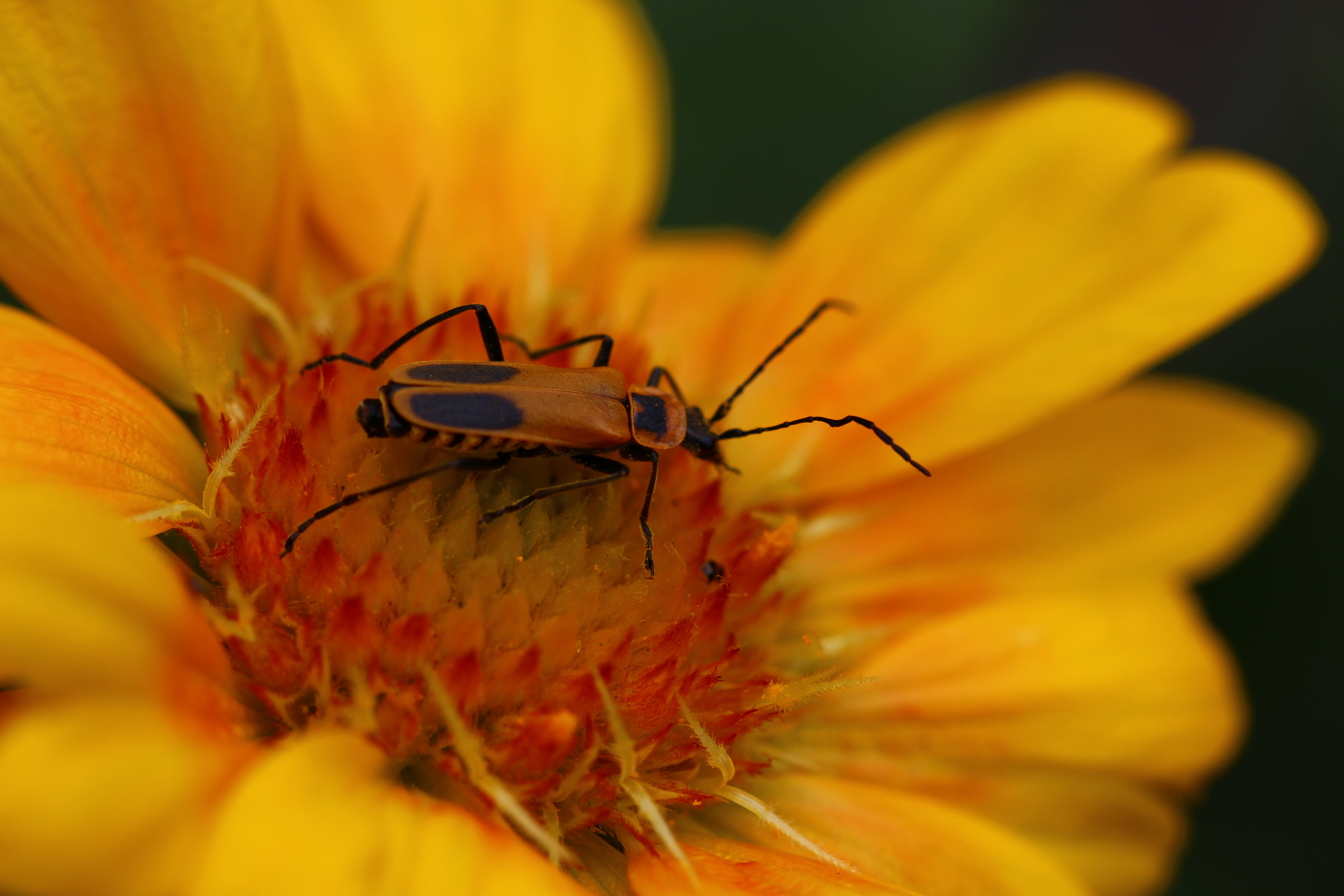 Adult goldenrod soldier beetle sitting on a yellow/orange flower