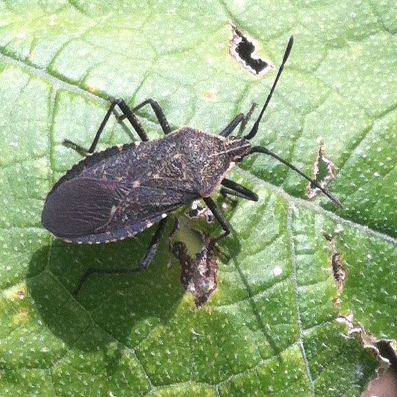 A gray and black bug feeding on a green leaf