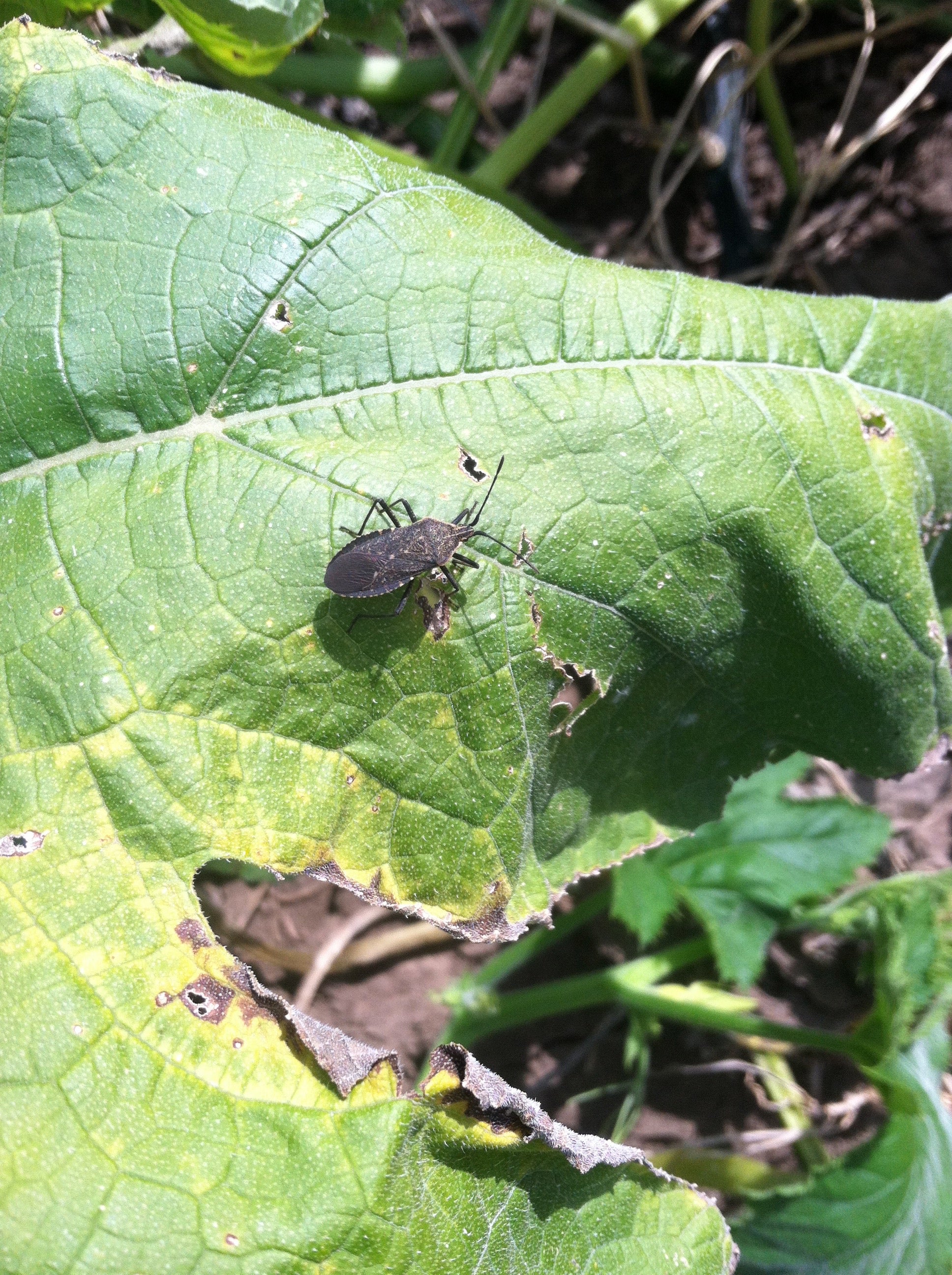 squash bug adult feeding on a green leaf