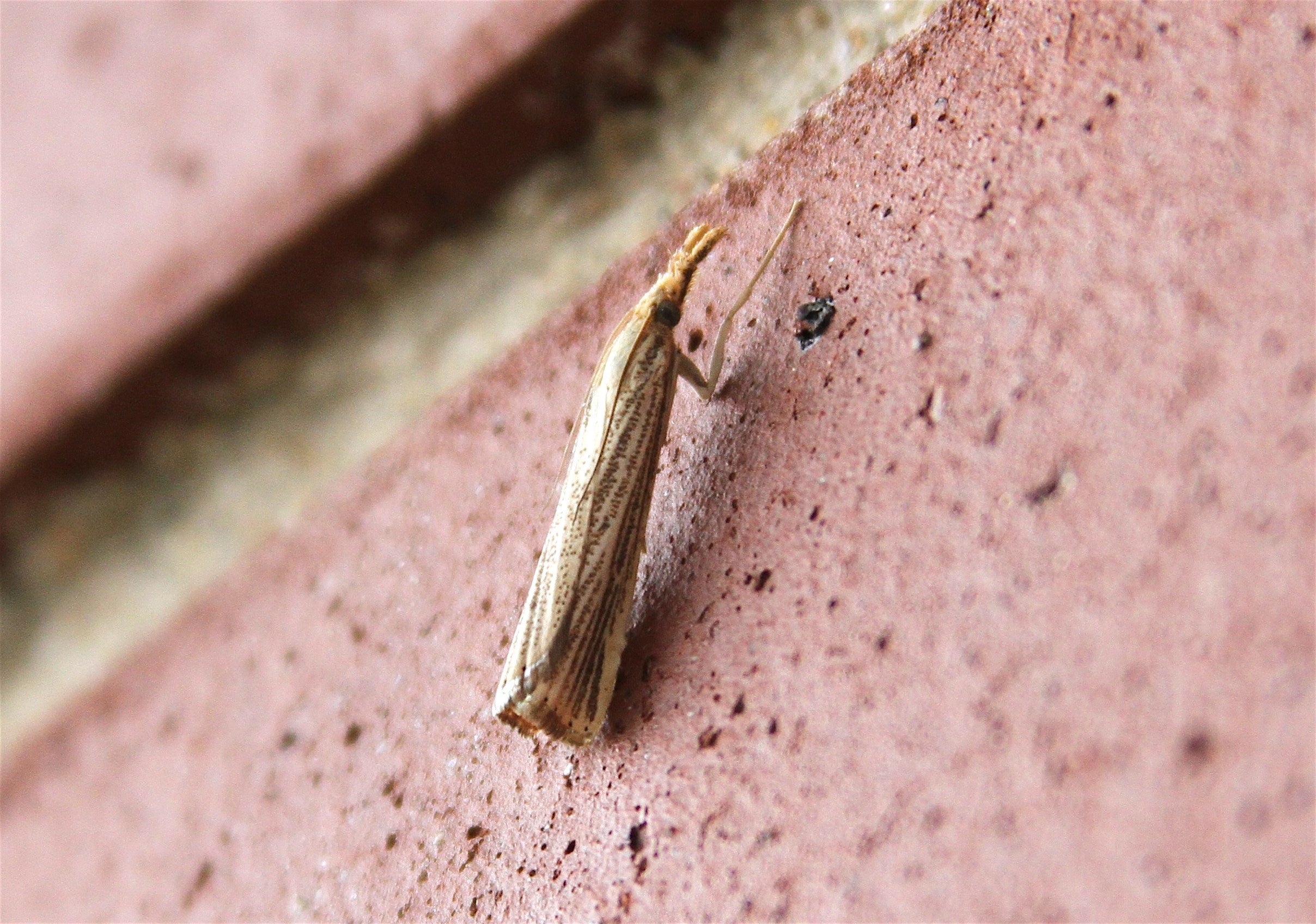 a small sod webworm crawling up a wall