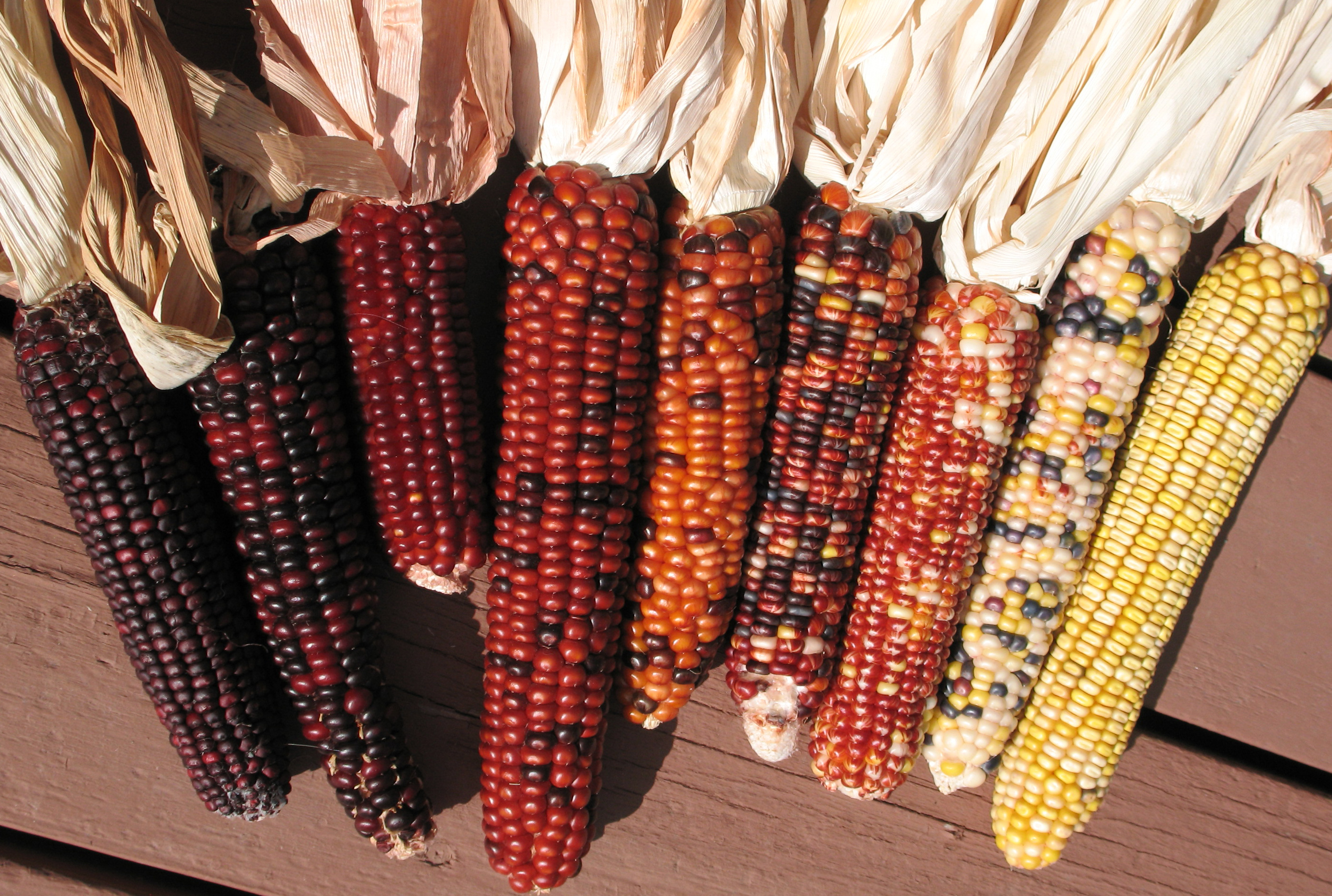 A row of corn cobs in various colors and sizes