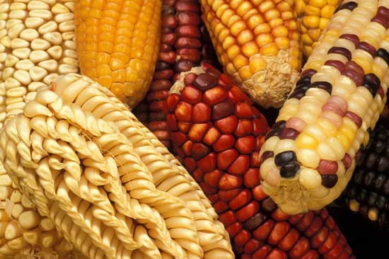 a variety of indian corn cobs with various colors and textures