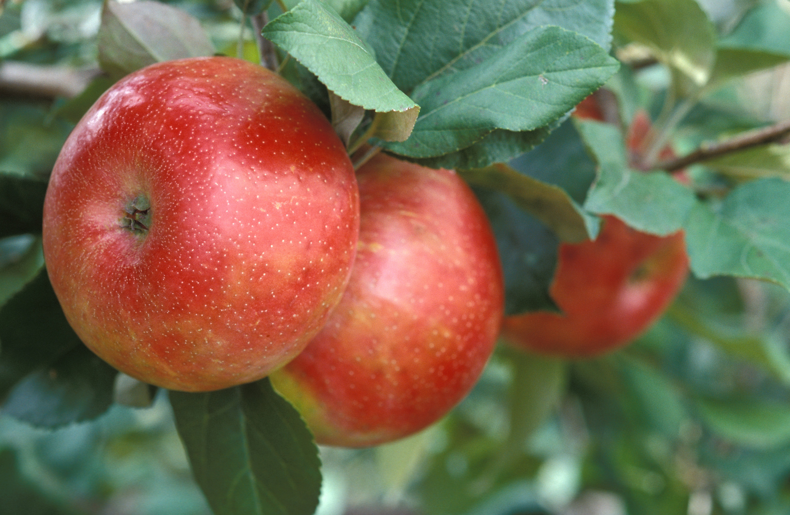 Three bright red and green apples ready for harvest