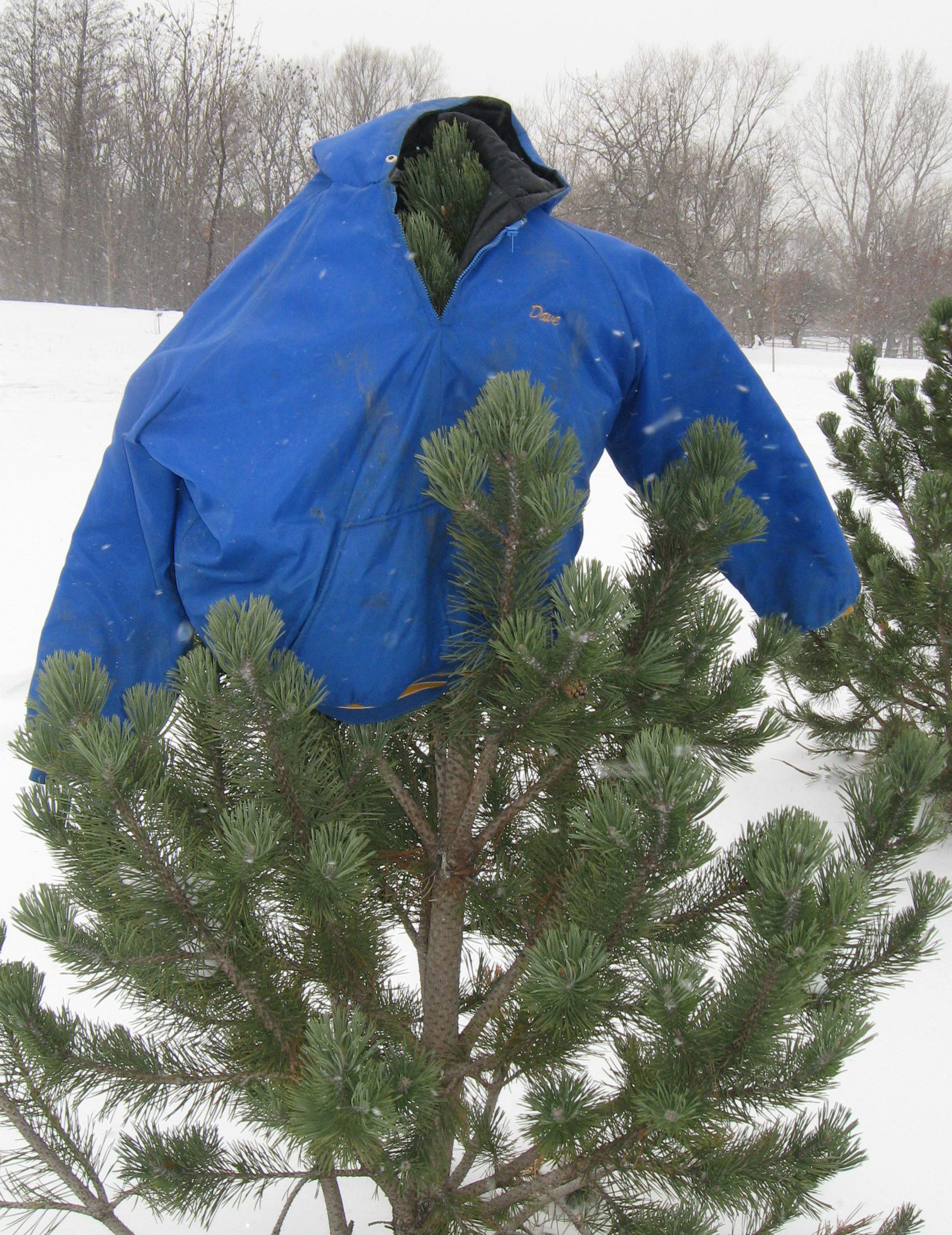 A blue coat placed atop a medium-sized evergreen tree in a snowy clearing