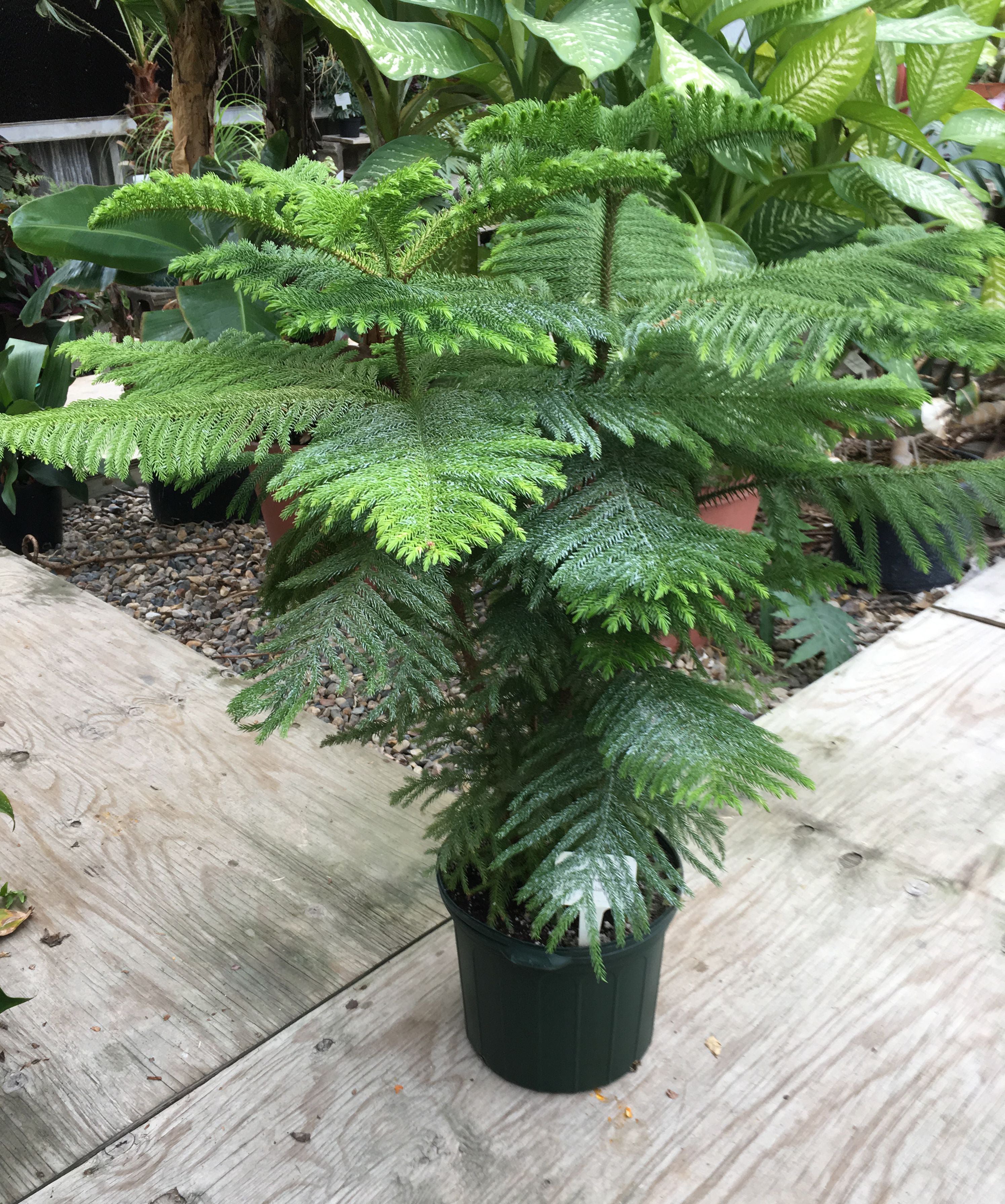 a norfolk island pine tree