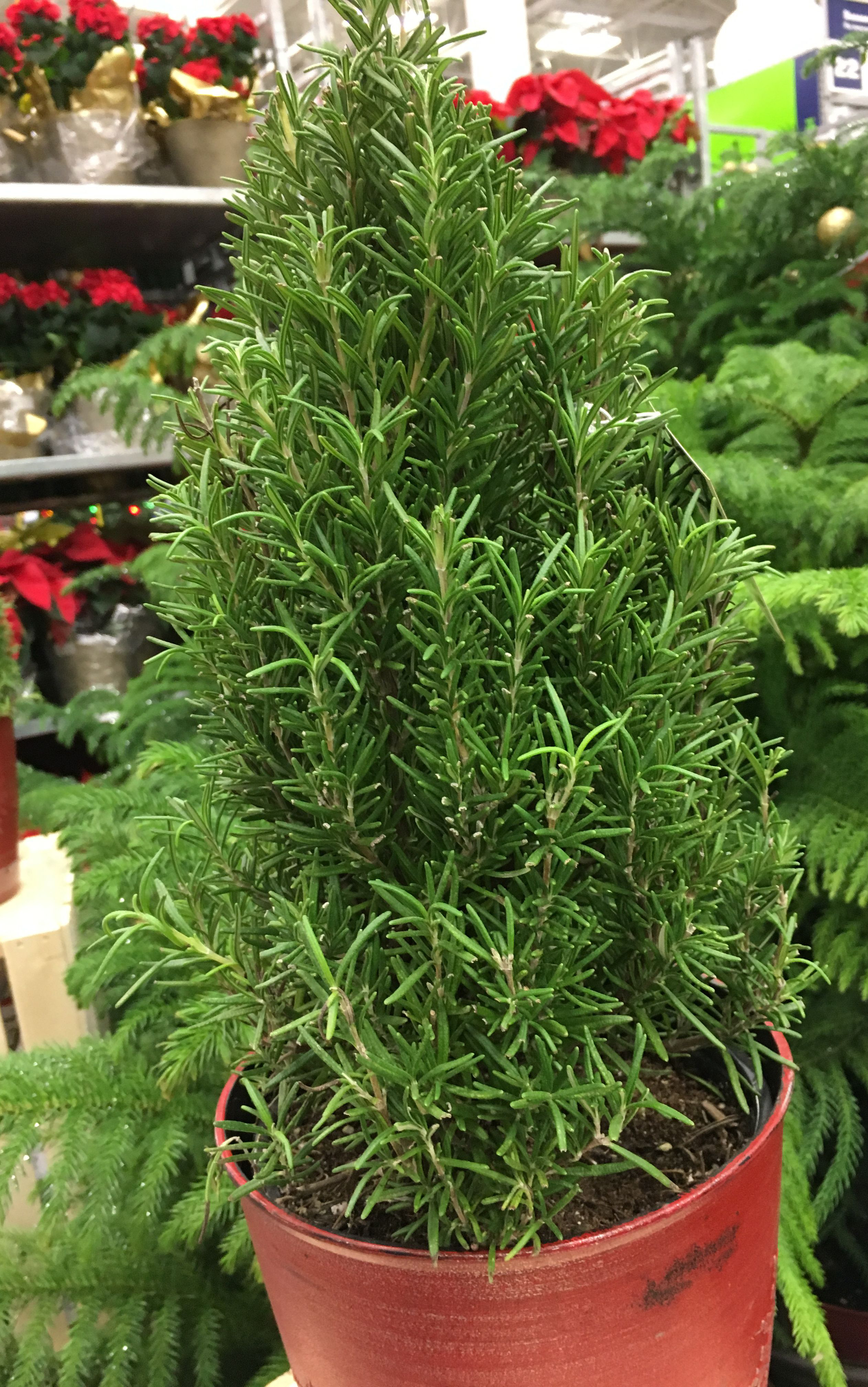 a potted rosemary tree