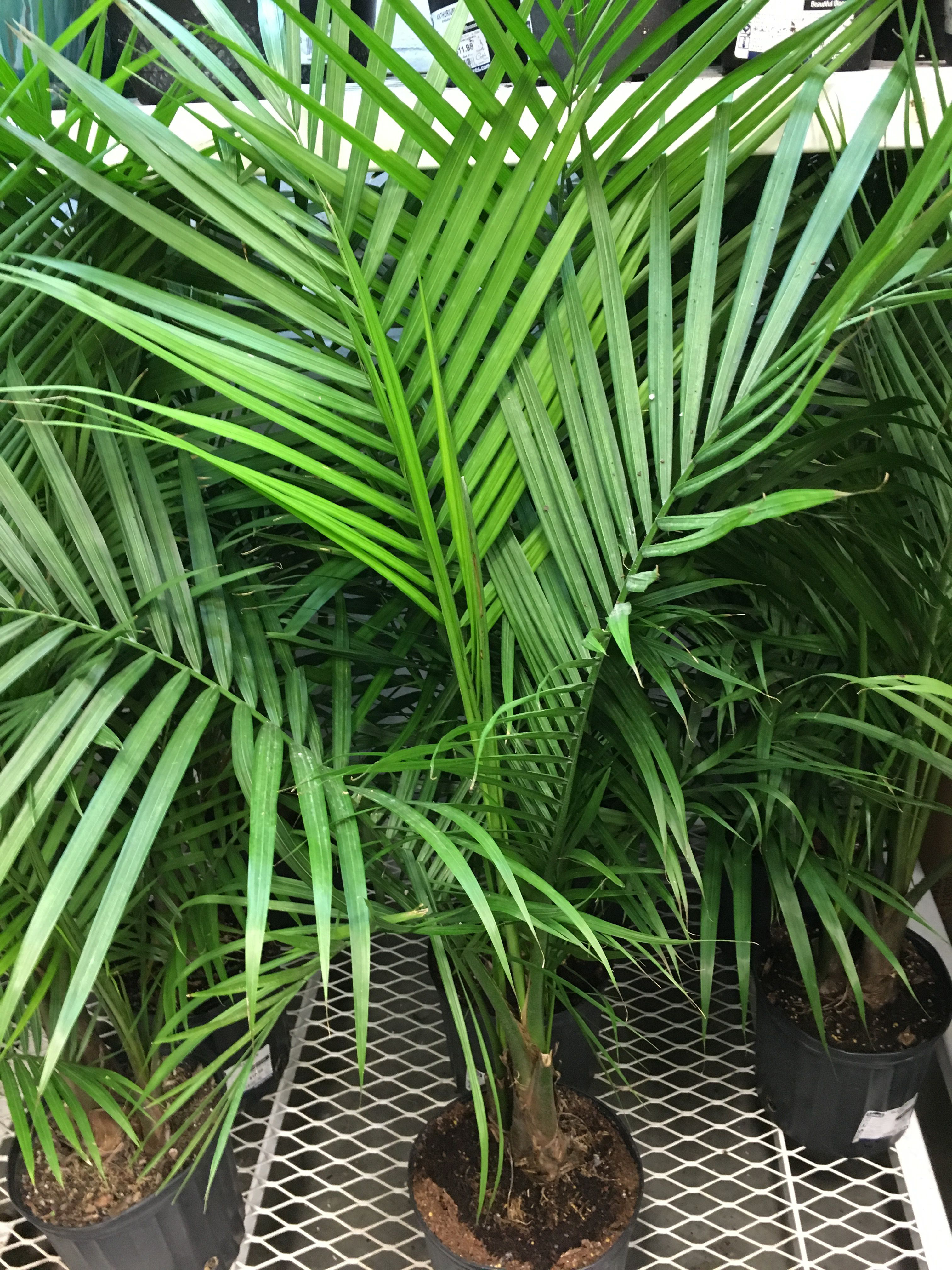 a small potted palm tree in a greenhouse