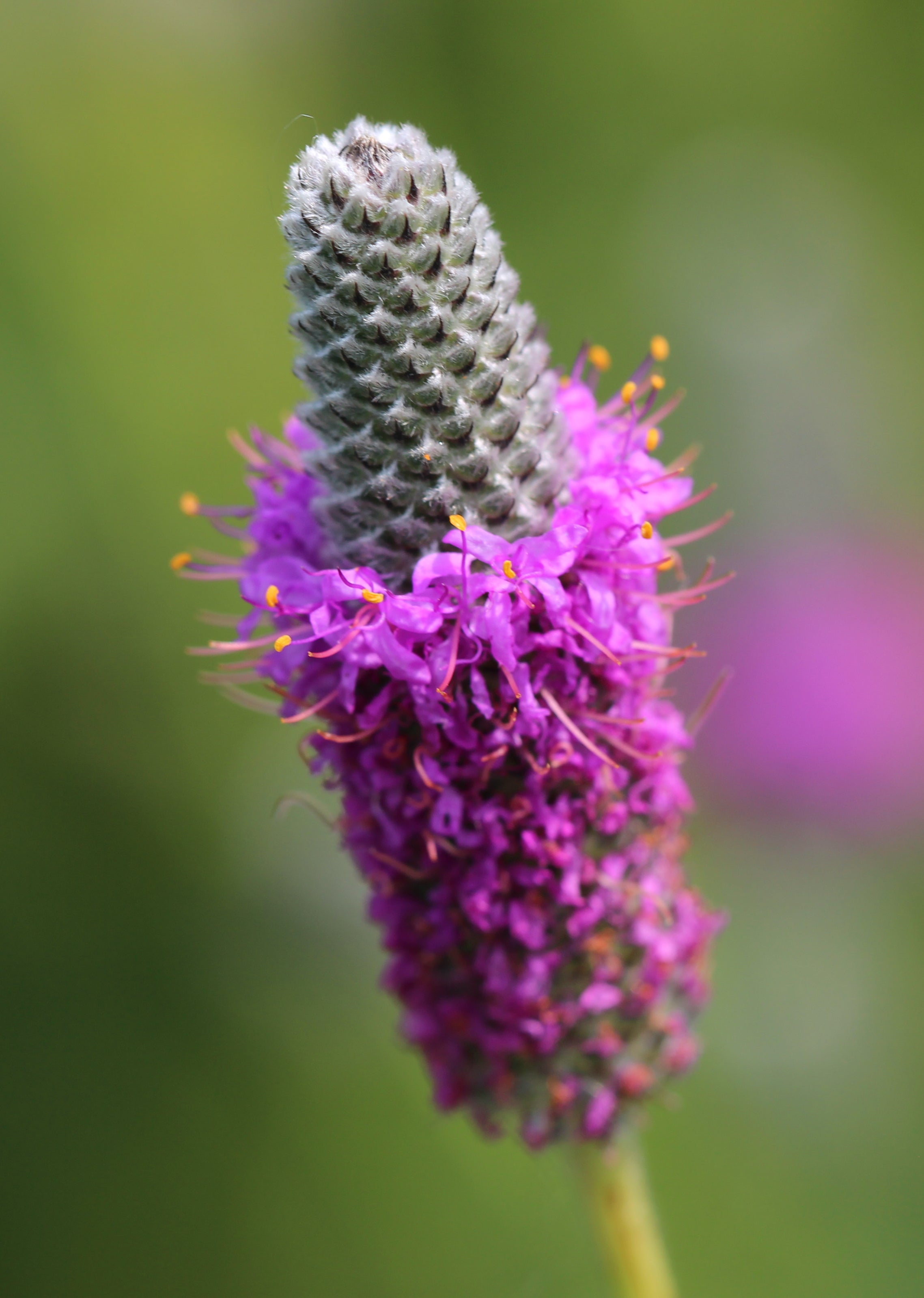 Purple prairie clover bloom