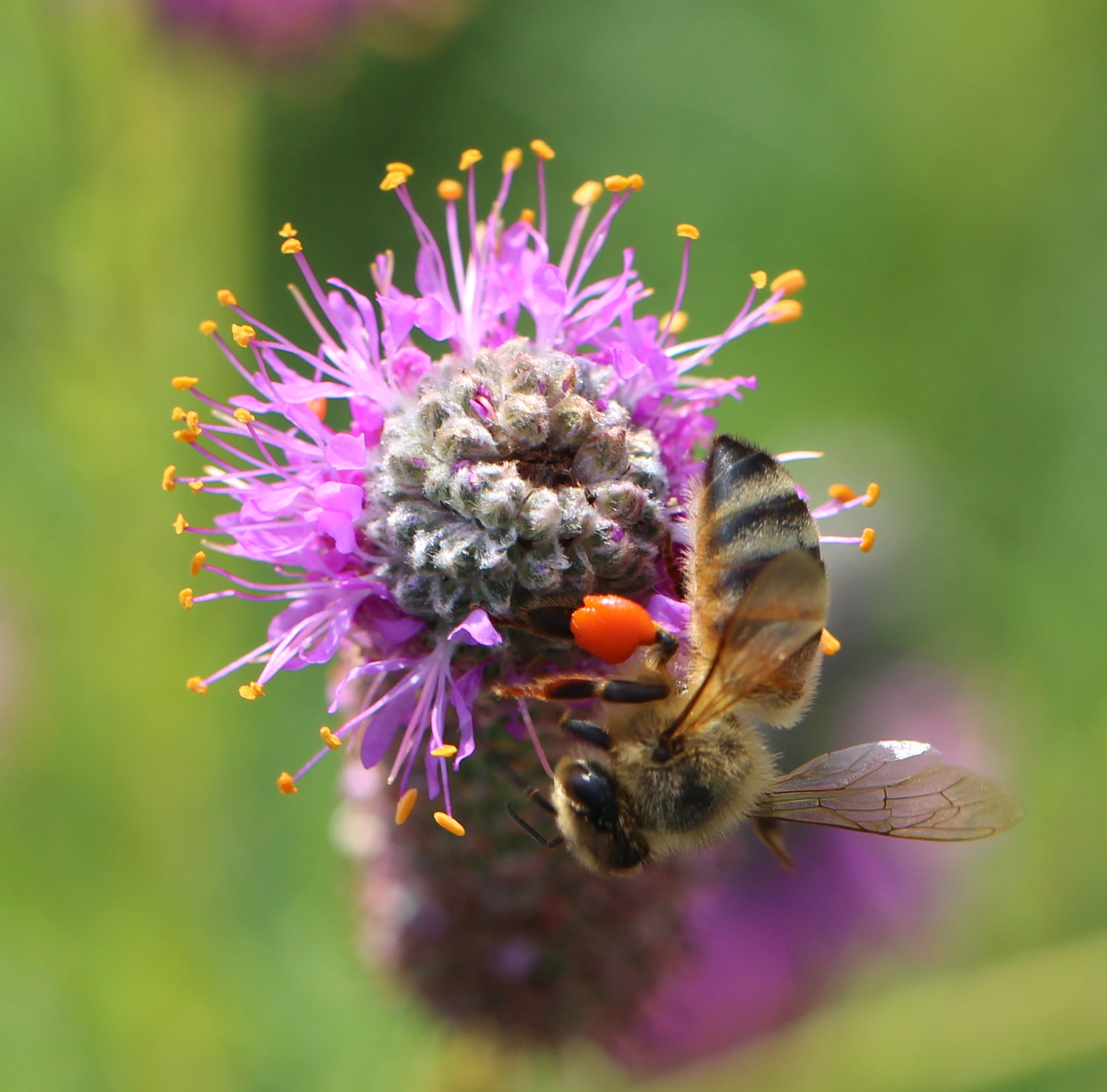purple prairie clover in bloom attracting bees