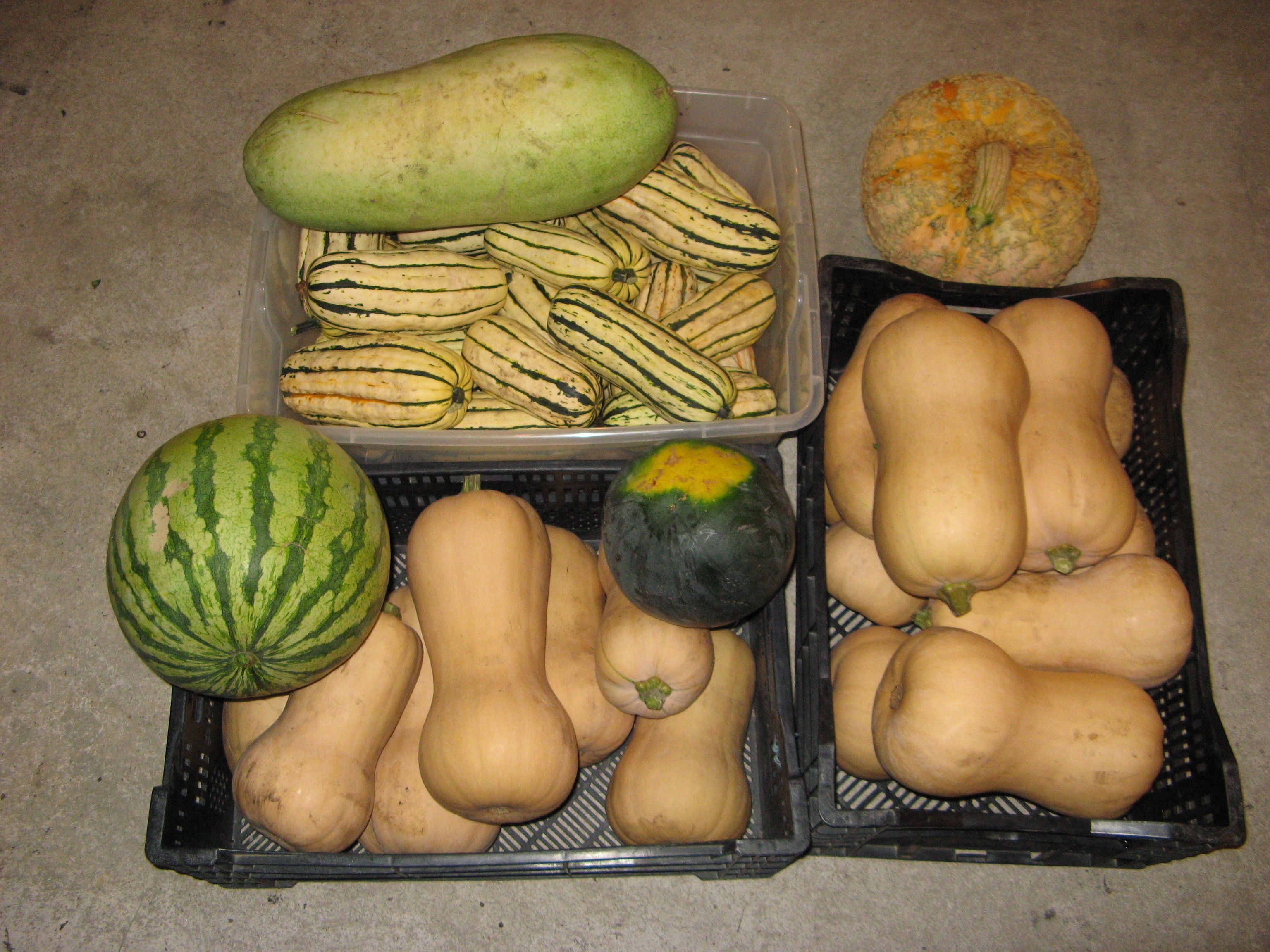 several types of melon and squash in baskets