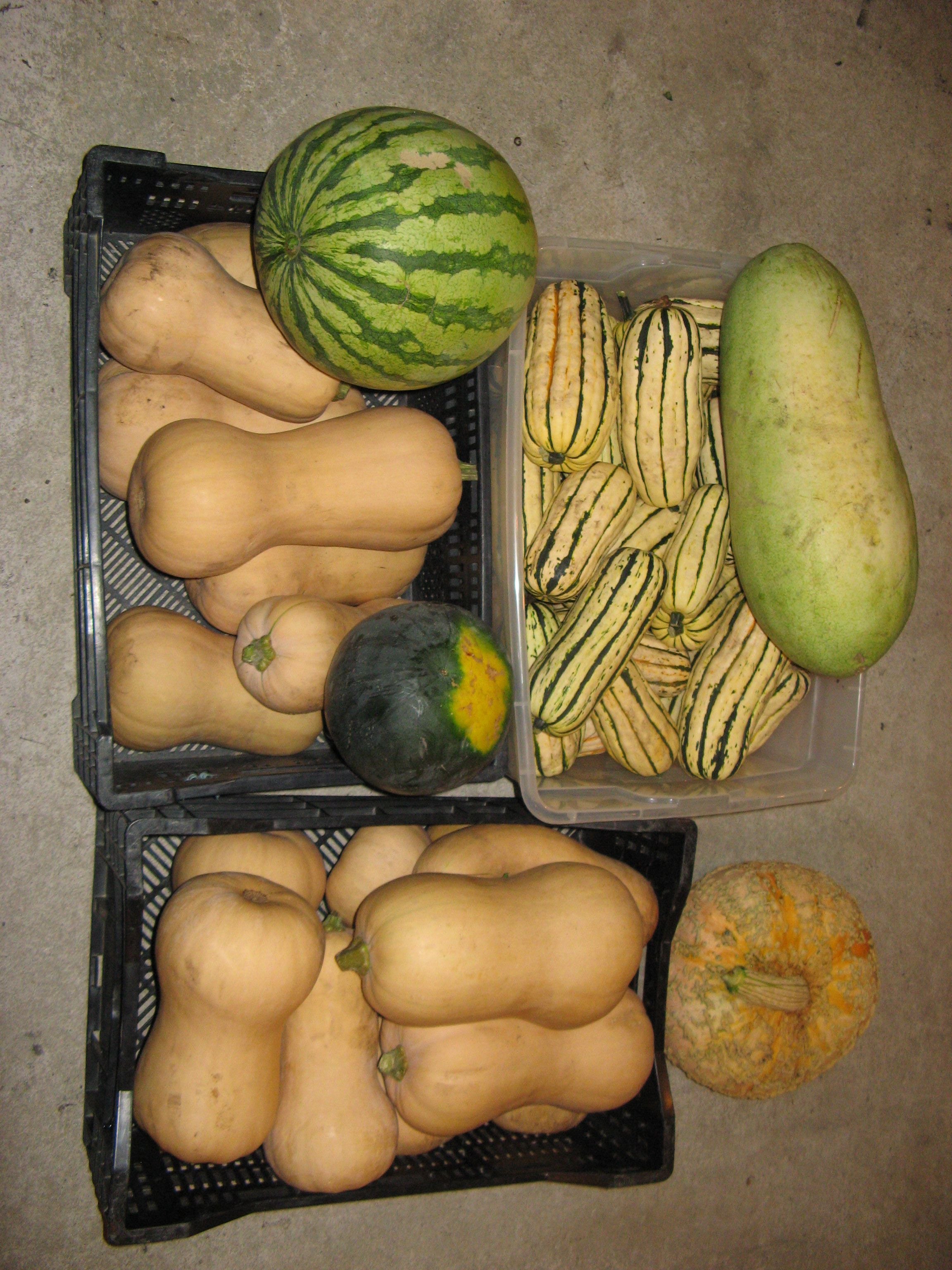 Time To Harvest Those Winter Squash