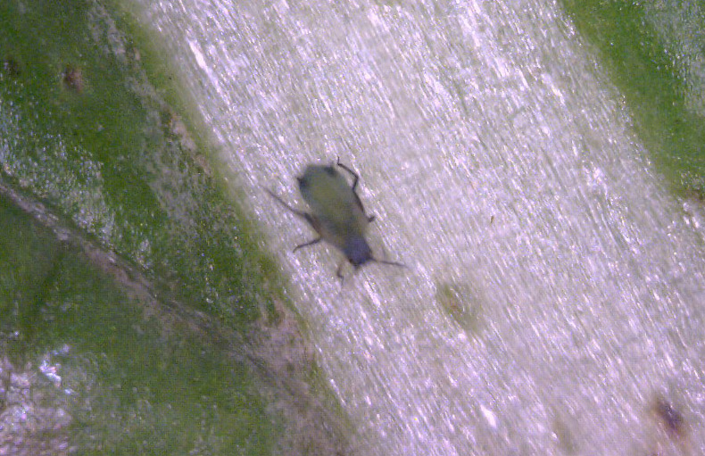 A small green and black insect on a white patch on a leaf