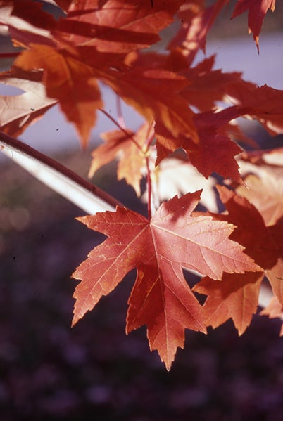 cluster of bright red autumn blaze maple leaves