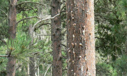 pine tree damaged by mountain pine beetle