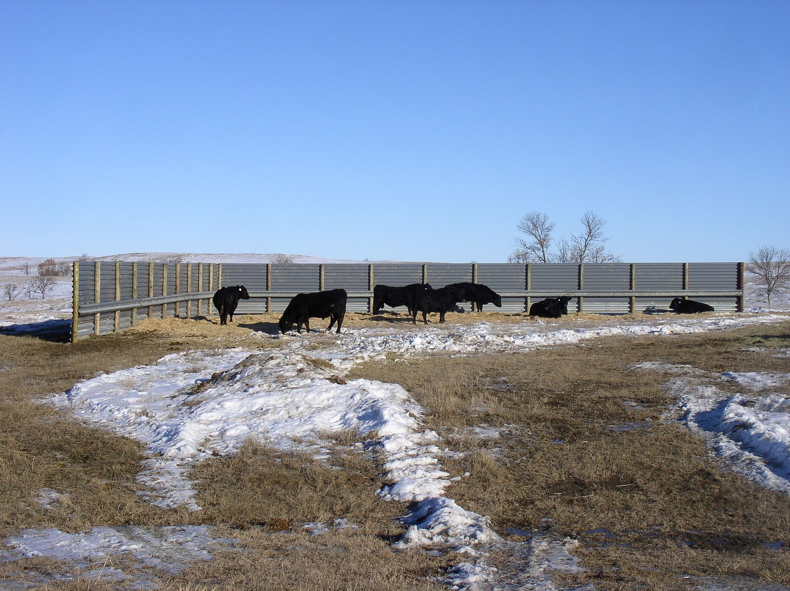 Cattle using a fabricated windbreak in north western South Dakota.